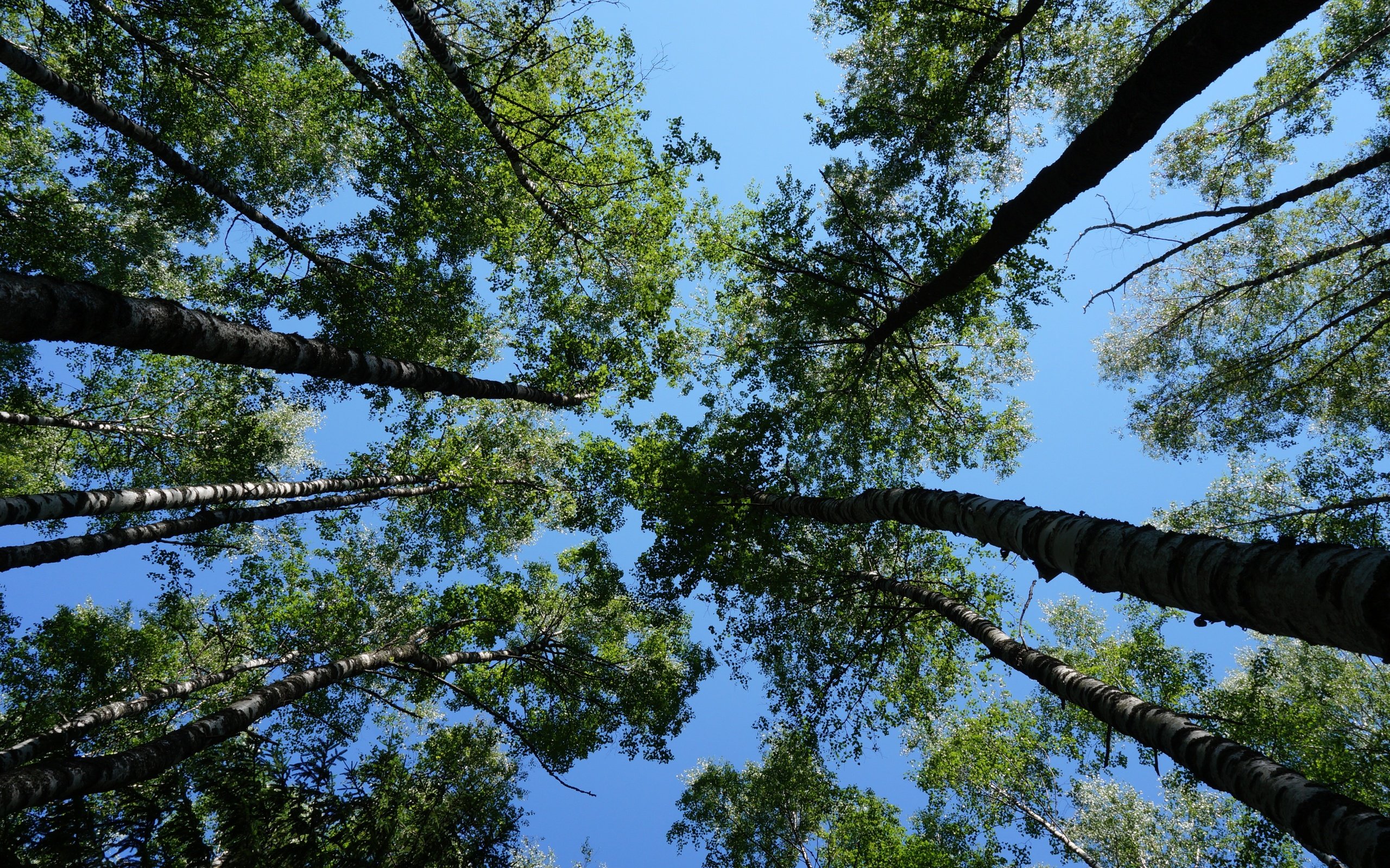 Обои небо, деревья, листья, ветки, стволы, голубое небо, the sky, trees, leaves, branches, trunks, blue sky разрешение 5456x3064 Загрузить