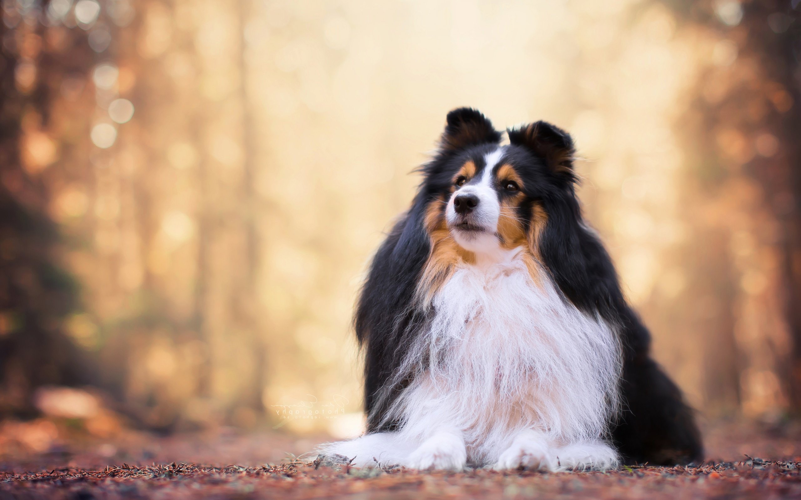 Обои портрет, собака, боке, шелти, шетландская овчарка, portrait, dog, bokeh, sheltie, shetland sheepdog разрешение 4940x3293 Загрузить