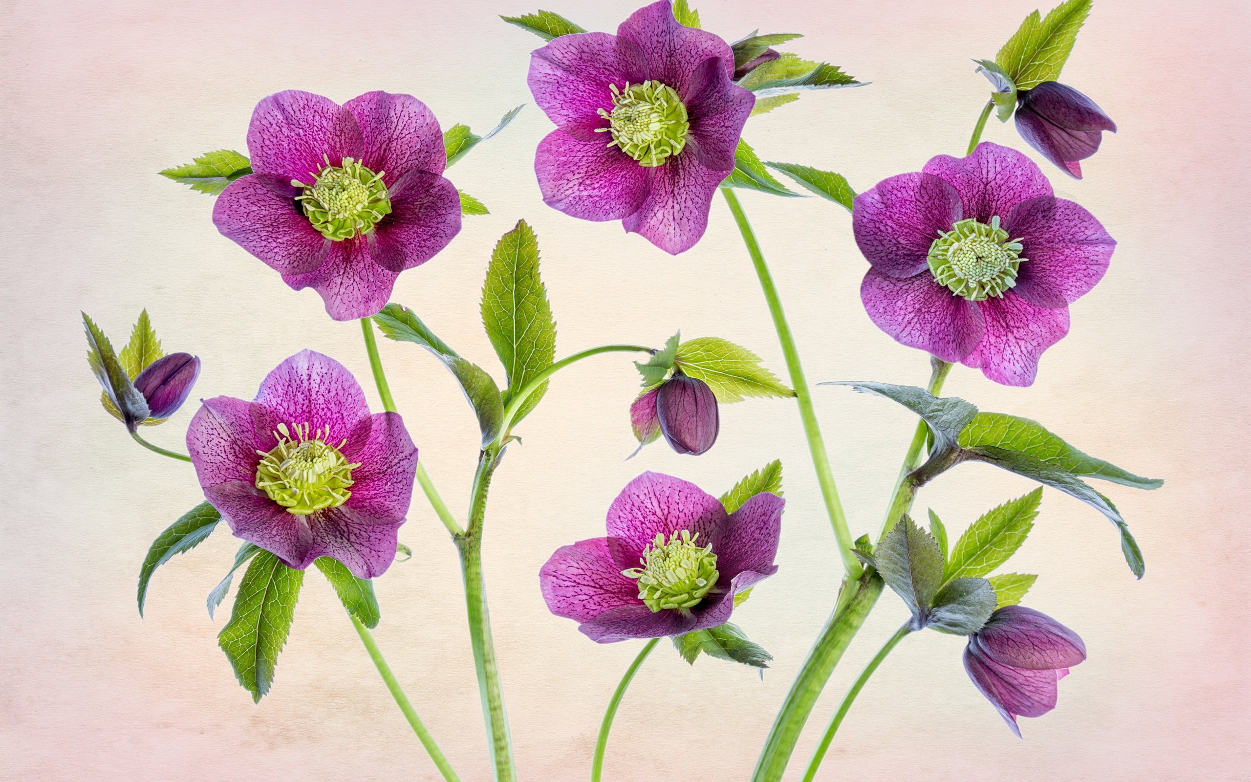 Обои цветы, розовый, морозник, геллеборус, flowers, pink, hellebore, helleborus разрешение 3600x2400 Загрузить