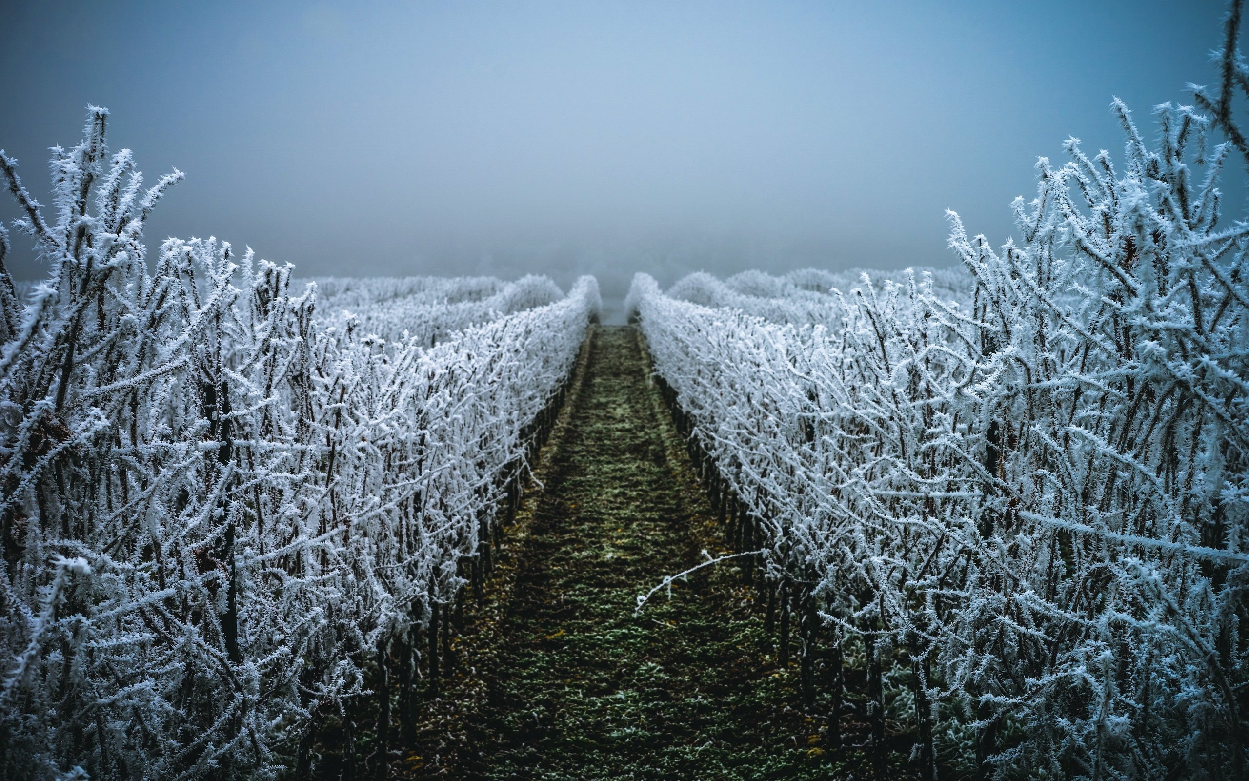 Обои вечер, зима, иней, виноградник, christalentfre, the evening, winter, frost, vineyard разрешение 2560x1707 Загрузить