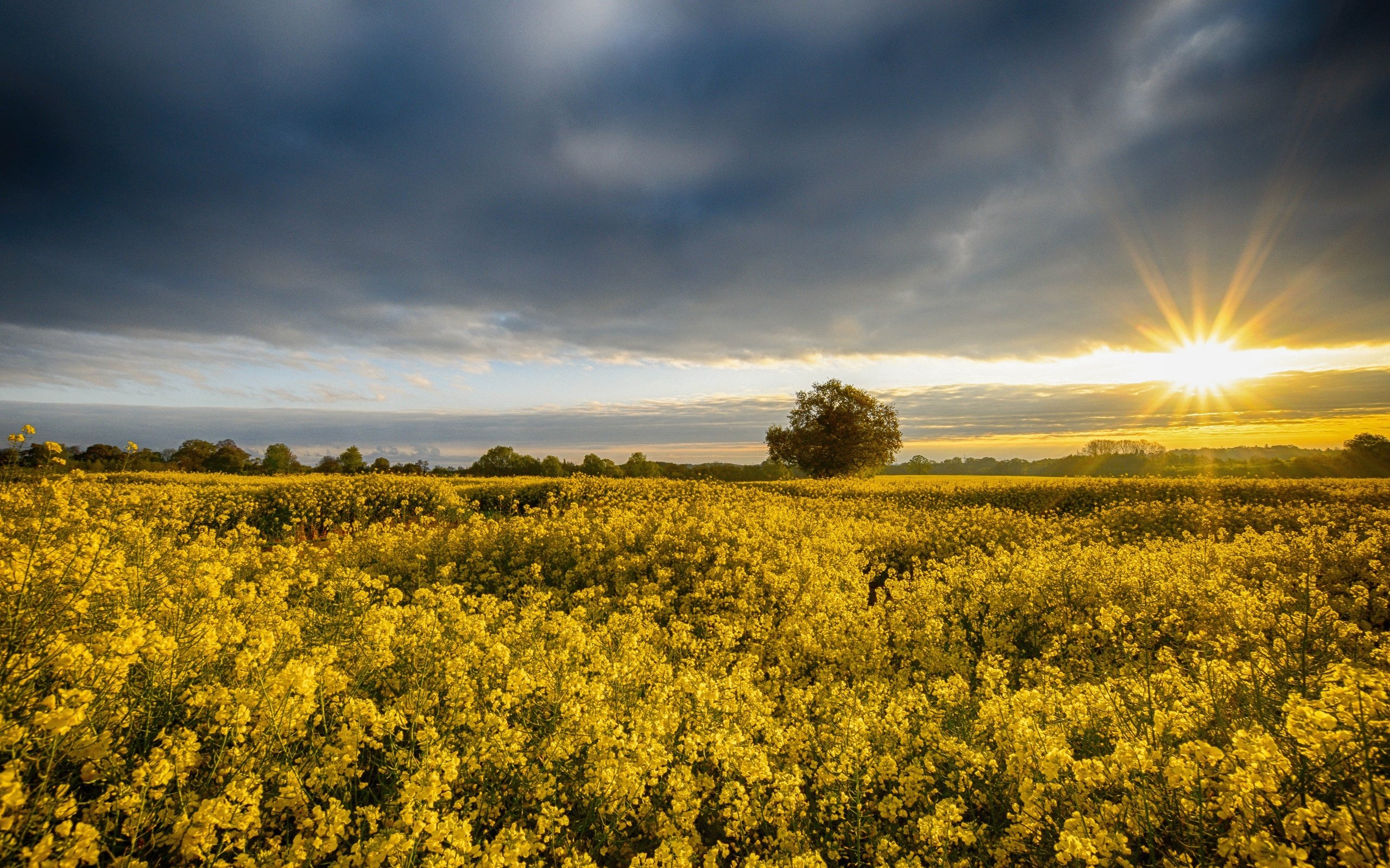 Обои цветы, восход, утро, поле, рассвет, англия, рапс, flowers, sunrise, morning, field, dawn, england, rape разрешение 4000x2667 Загрузить