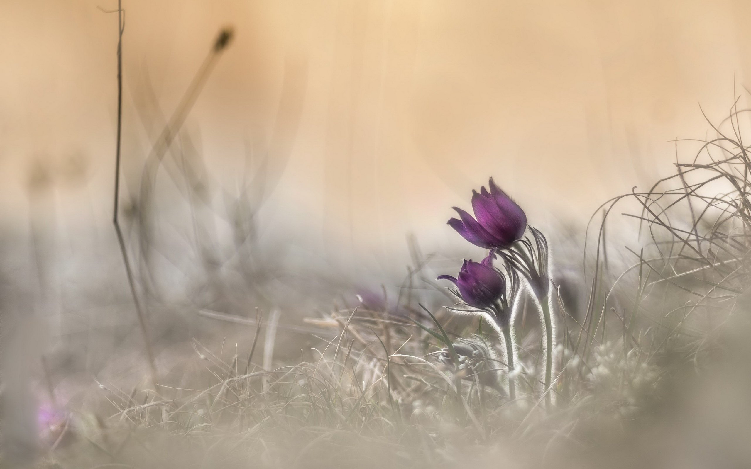 Обои цветы, природа, весна, анемон, сон-трава, прострел, flowers, nature, spring, anemone, sleep-grass, cross разрешение 2560x1707 Загрузить