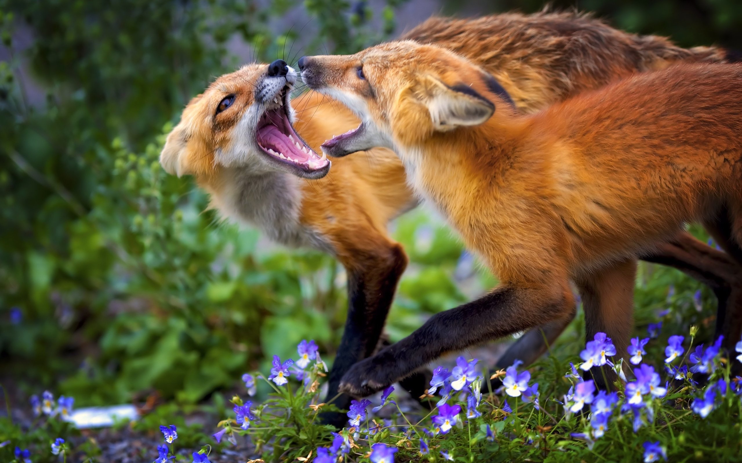 Обои цветы, трава, животные, игра, лисица, лисы, flowers, grass, animals, the game, fox разрешение 4149x2841 Загрузить
