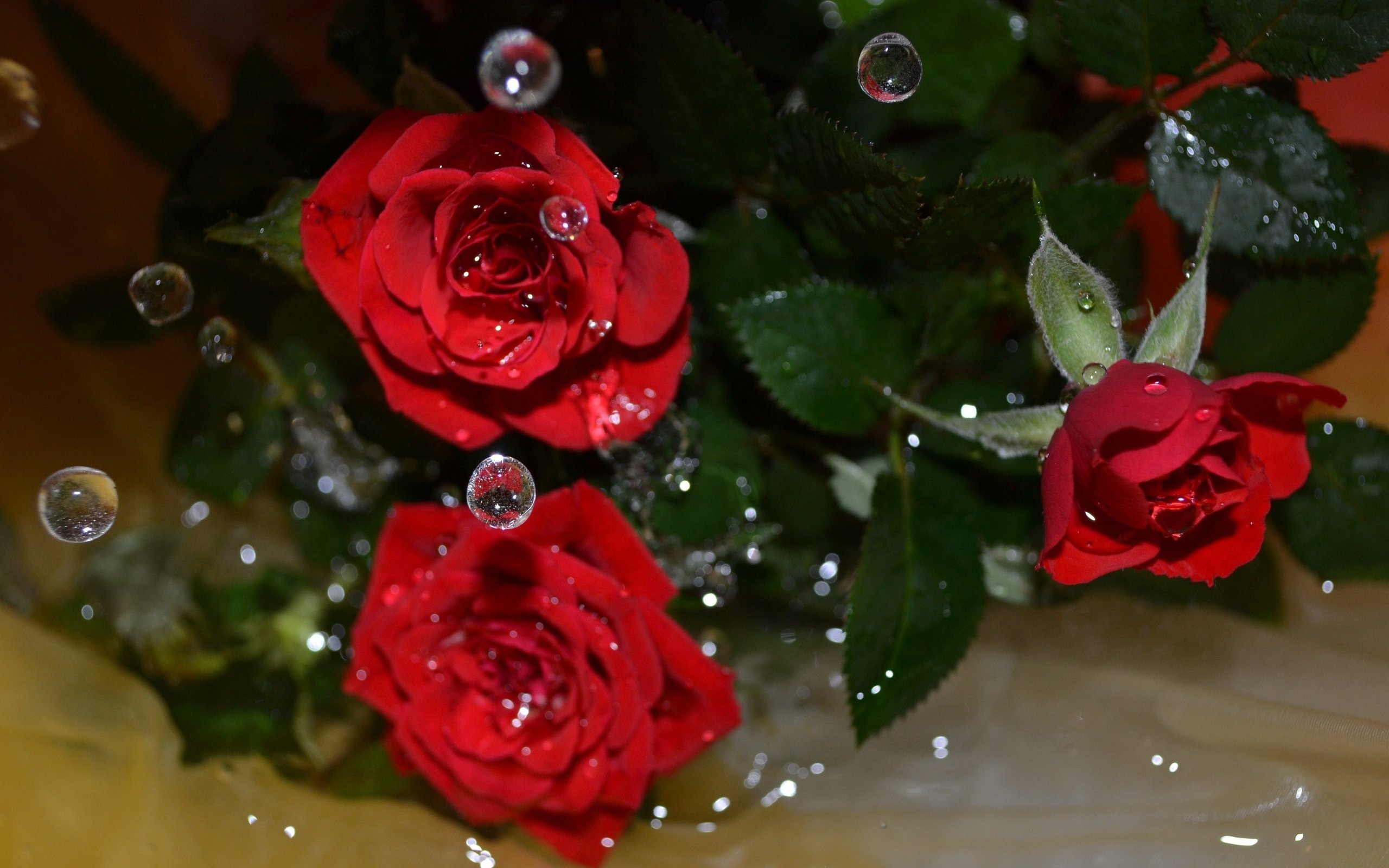 Обои цветы, вода, макро, капли, розы, flowers, water, macro, drops, roses разрешение 4061x2739 Загрузить