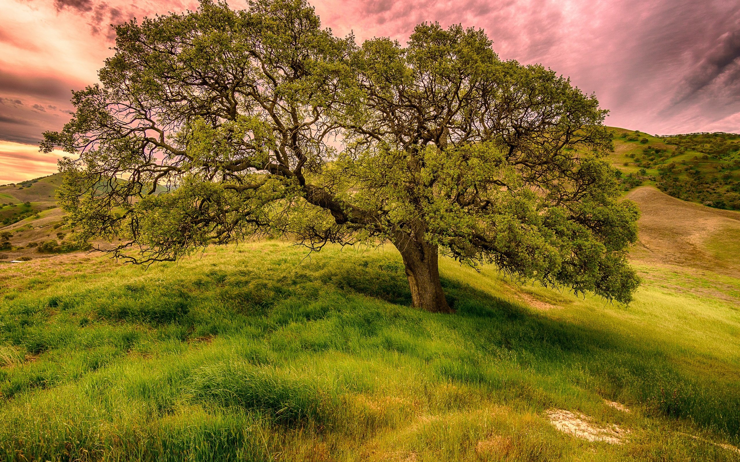 Обои небо, трава, облака, дерево, поле, лето, the sky, grass, clouds, tree, field, summer разрешение 2560x1707 Загрузить