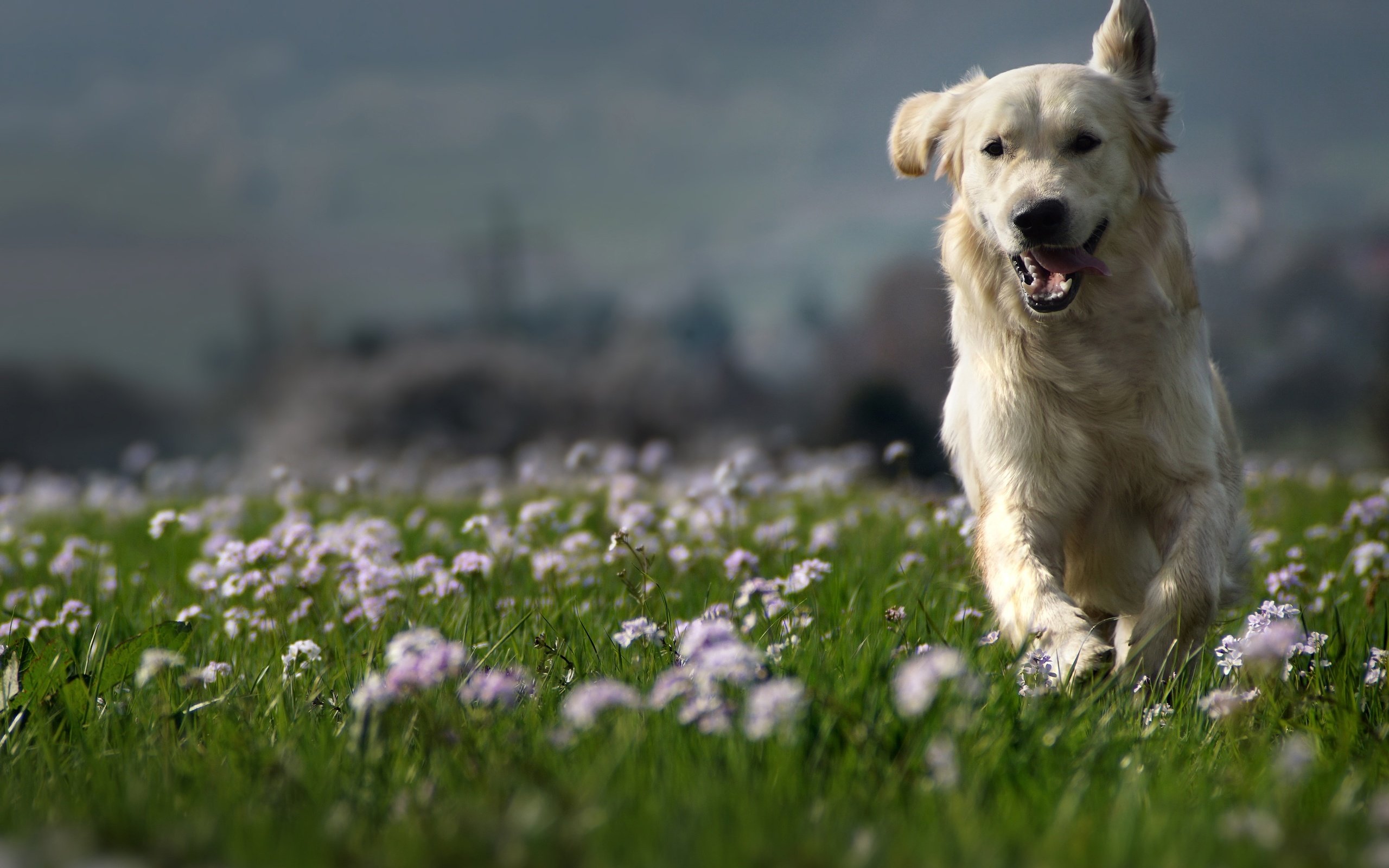 Обои природа, собака, луг, друг, золотистый ретривер, clé manuel, nature, dog, meadow, each, golden retriever, manuel clé разрешение 3000x2000 Загрузить