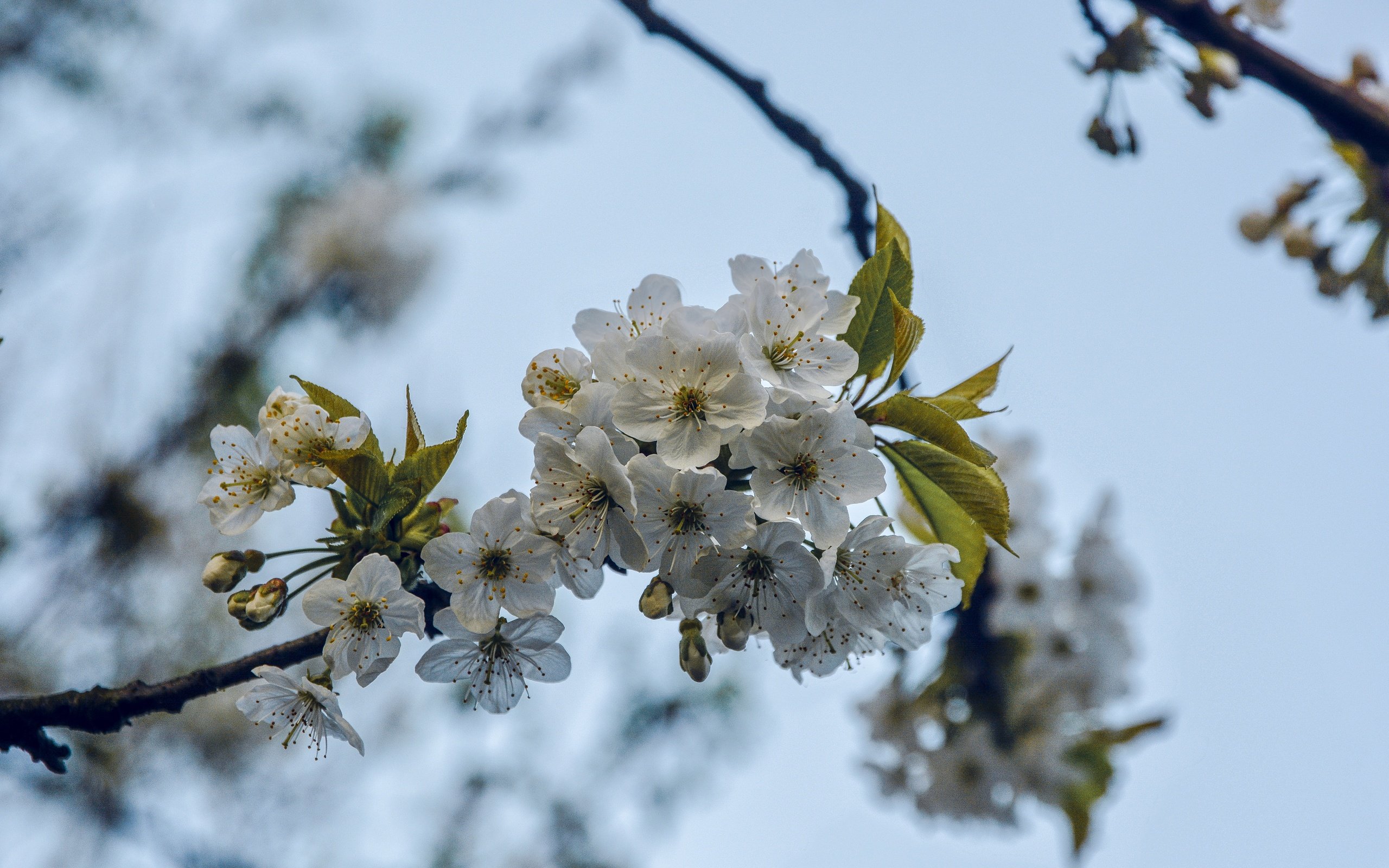 Обои ветка, дерево, цветение, весна, вишня, branch, tree, flowering, spring, cherry разрешение 5531x3689 Загрузить