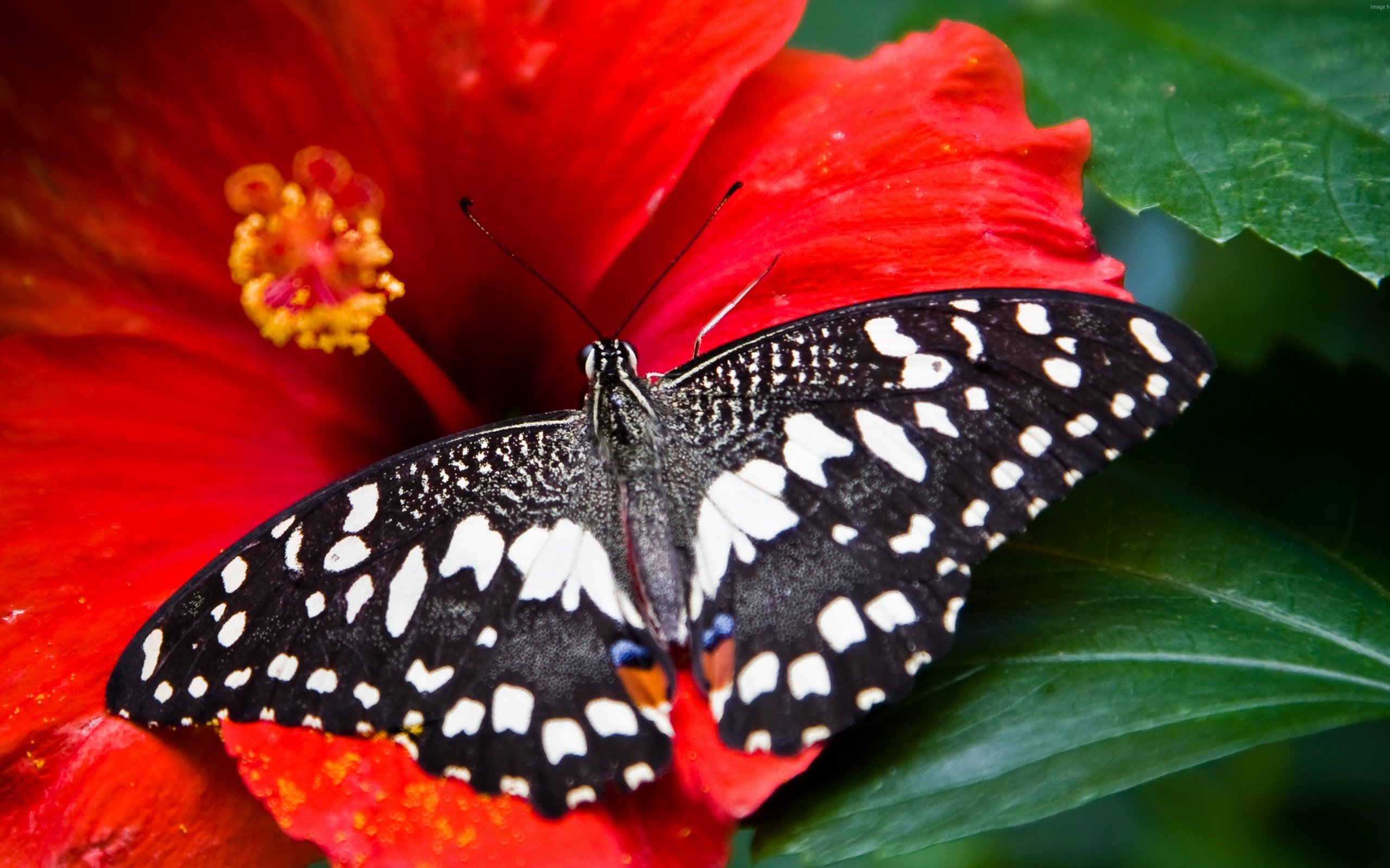 Обои насекомое, цветок, бабочка, крылья, гибискус, insect, flower, butterfly, wings, hibiscus разрешение 3840x2160 Загрузить