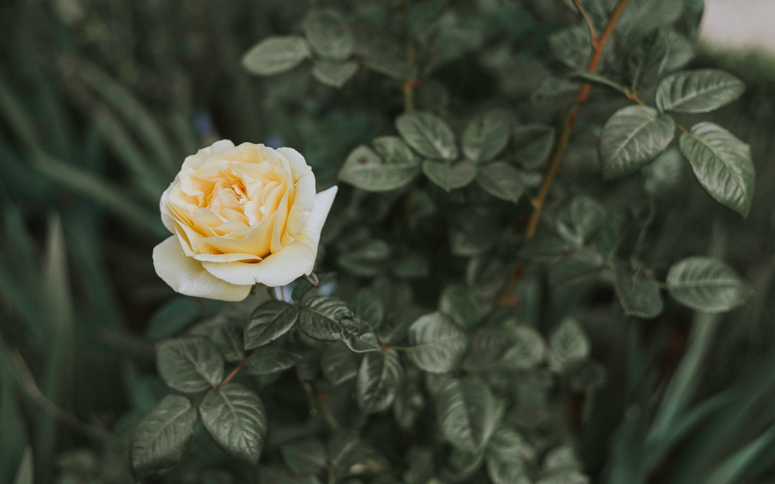 Обои листья, цветок, роза, лепестки, куст, leaves, flower, rose, petals, bush разрешение 5852x3658 Загрузить