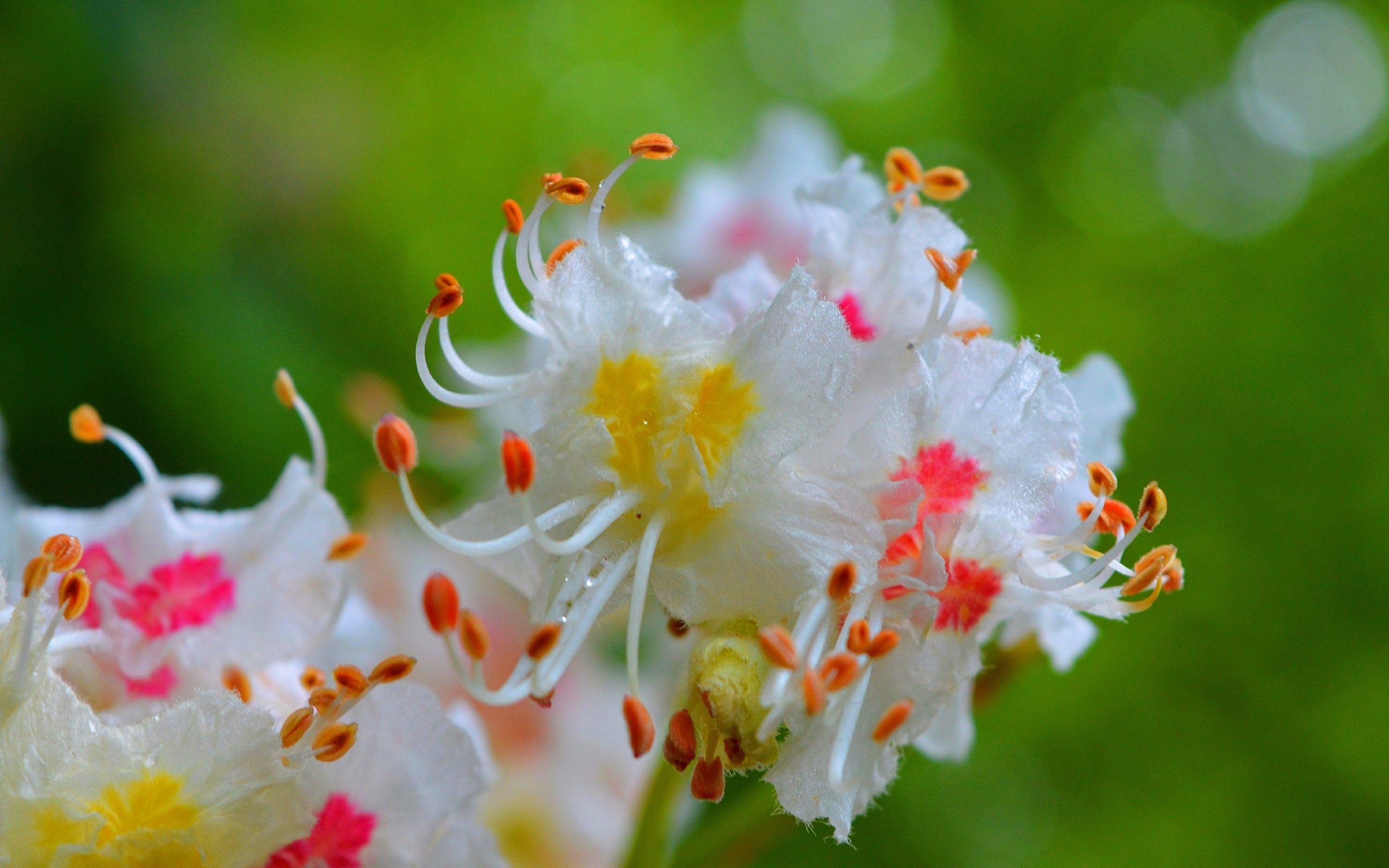 Обои цветы, цветение, капли, весна, каштан, flowers, flowering, drops, spring, chestnut разрешение 3000x1855 Загрузить