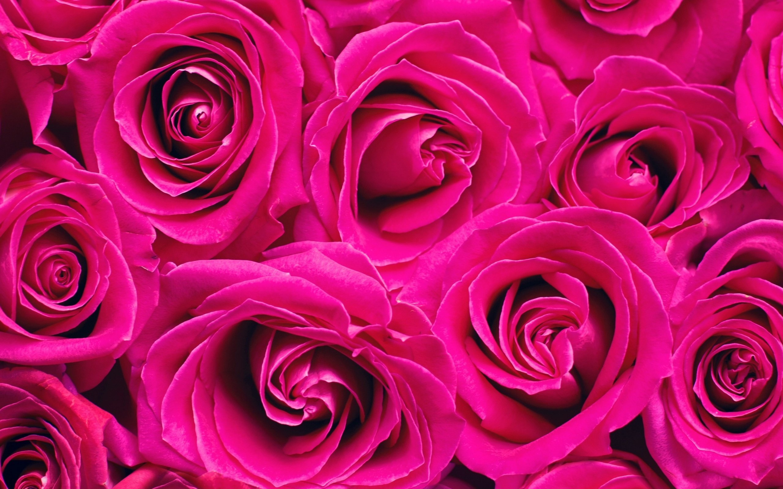 Обои цветы, розы, лепестки, flowers, roses, petals разрешение 2874x1600 Загрузить