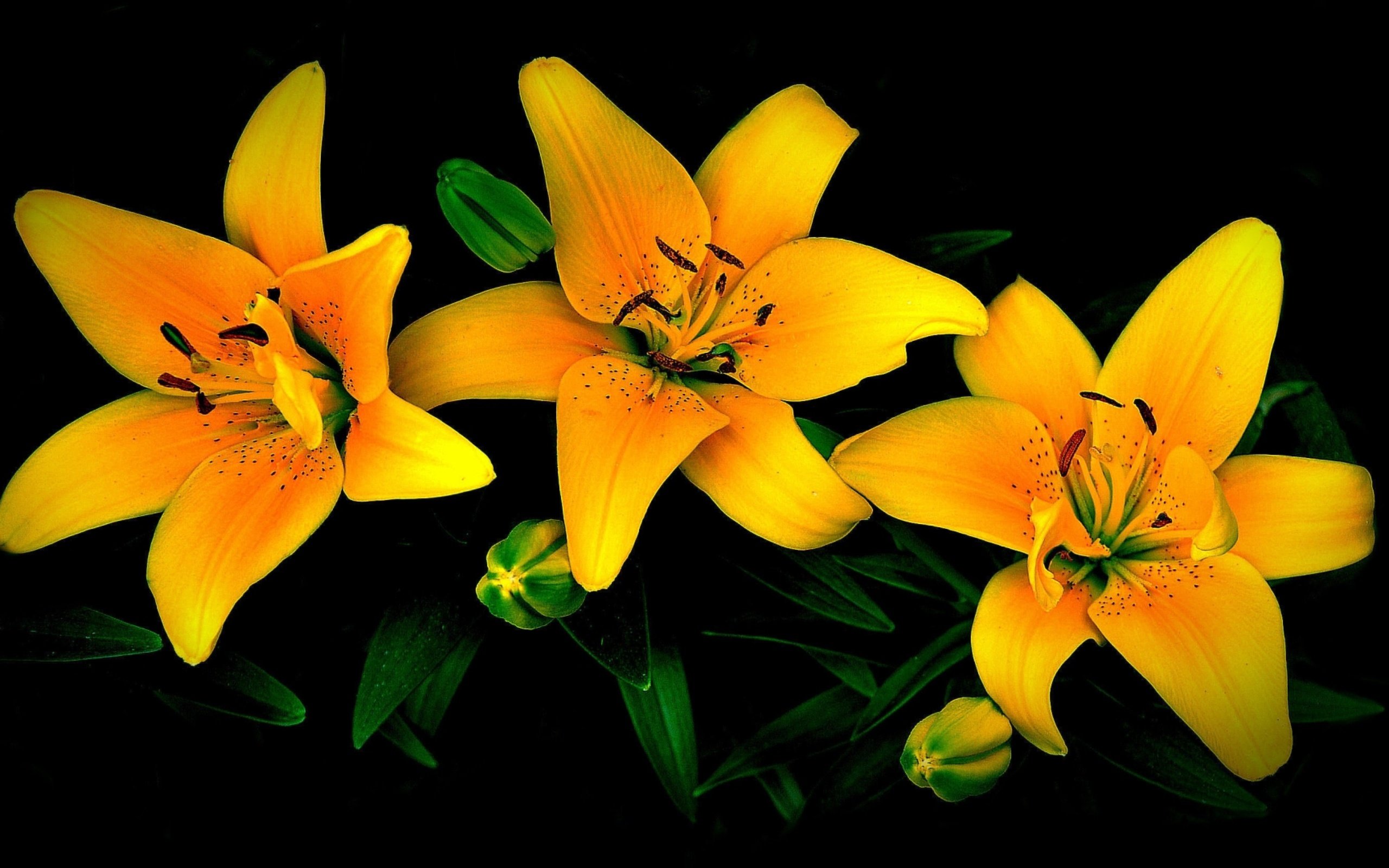 Обои цветы, бутоны, лепестки, черный фон, лилии, желтые, flowers, buds, petals, black background, lily, yellow разрешение 3840x2160 Загрузить