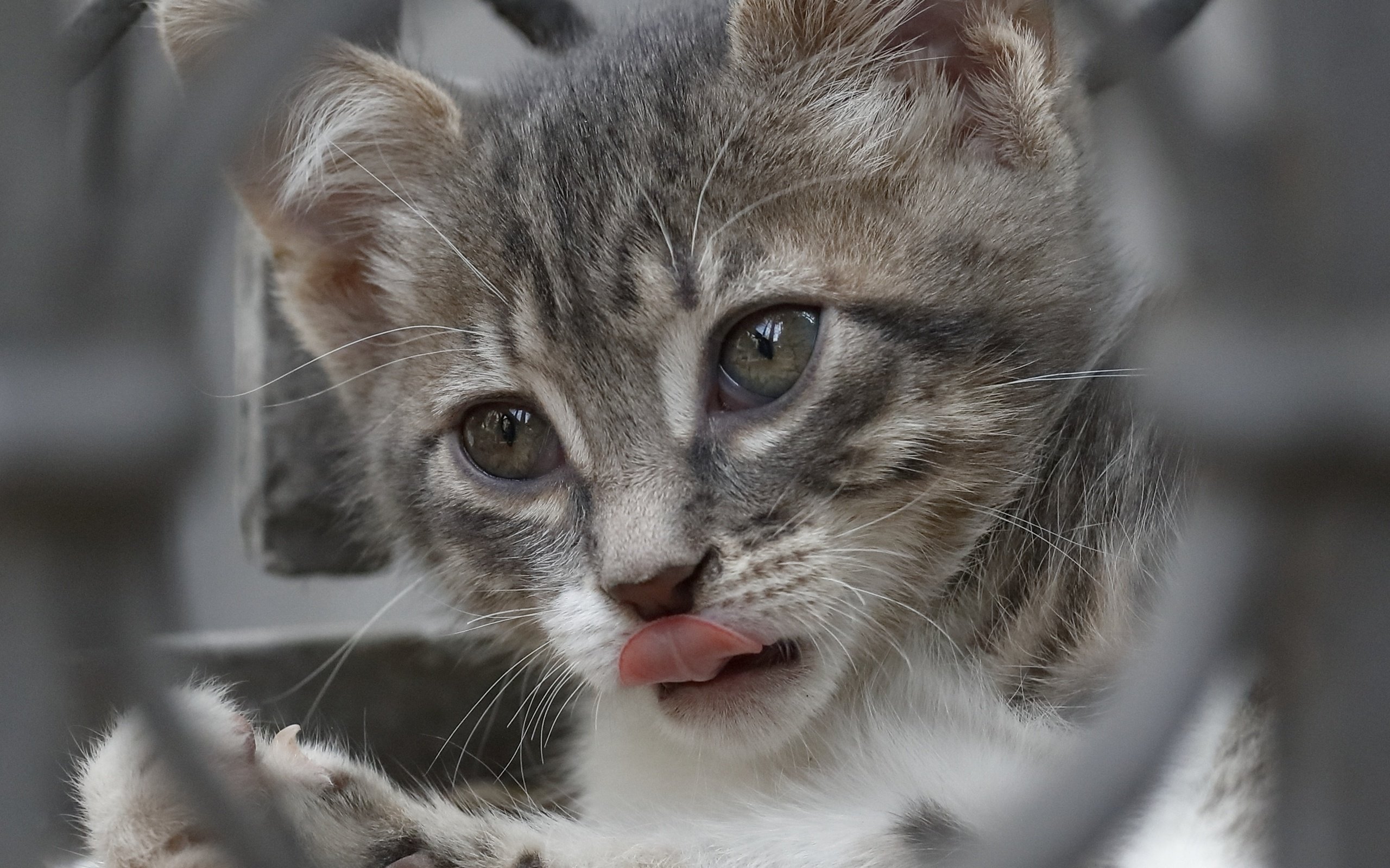 Обои глаза, мордочка, кошка, взгляд, котенок, язык, eyes, muzzle, cat, look, kitty, language разрешение 2861x2858 Загрузить