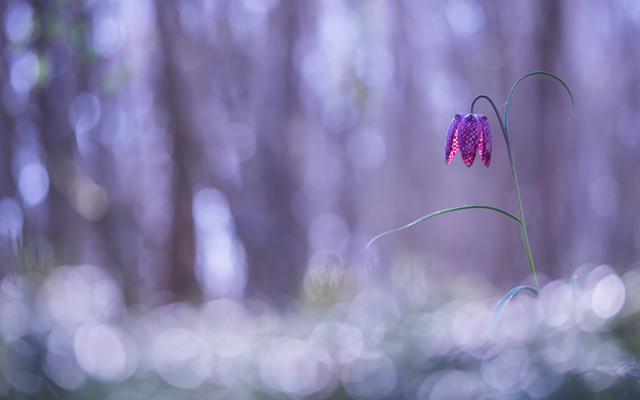 Обои природа, фон, цветок, рябчик шахматный, nature, background, flower, grouse chess разрешение 2560x1623 Загрузить