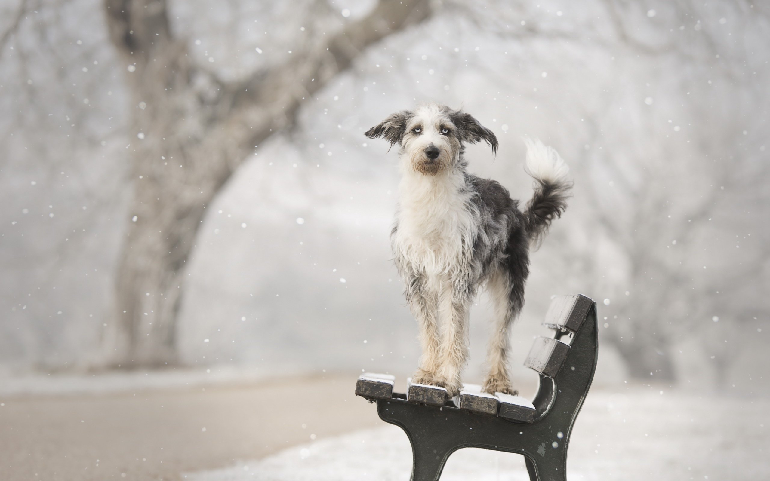 Обои снег, зима, собака, друг, скамья, calis pictures, snow, winter, dog, each, bench разрешение 2560x1707 Загрузить