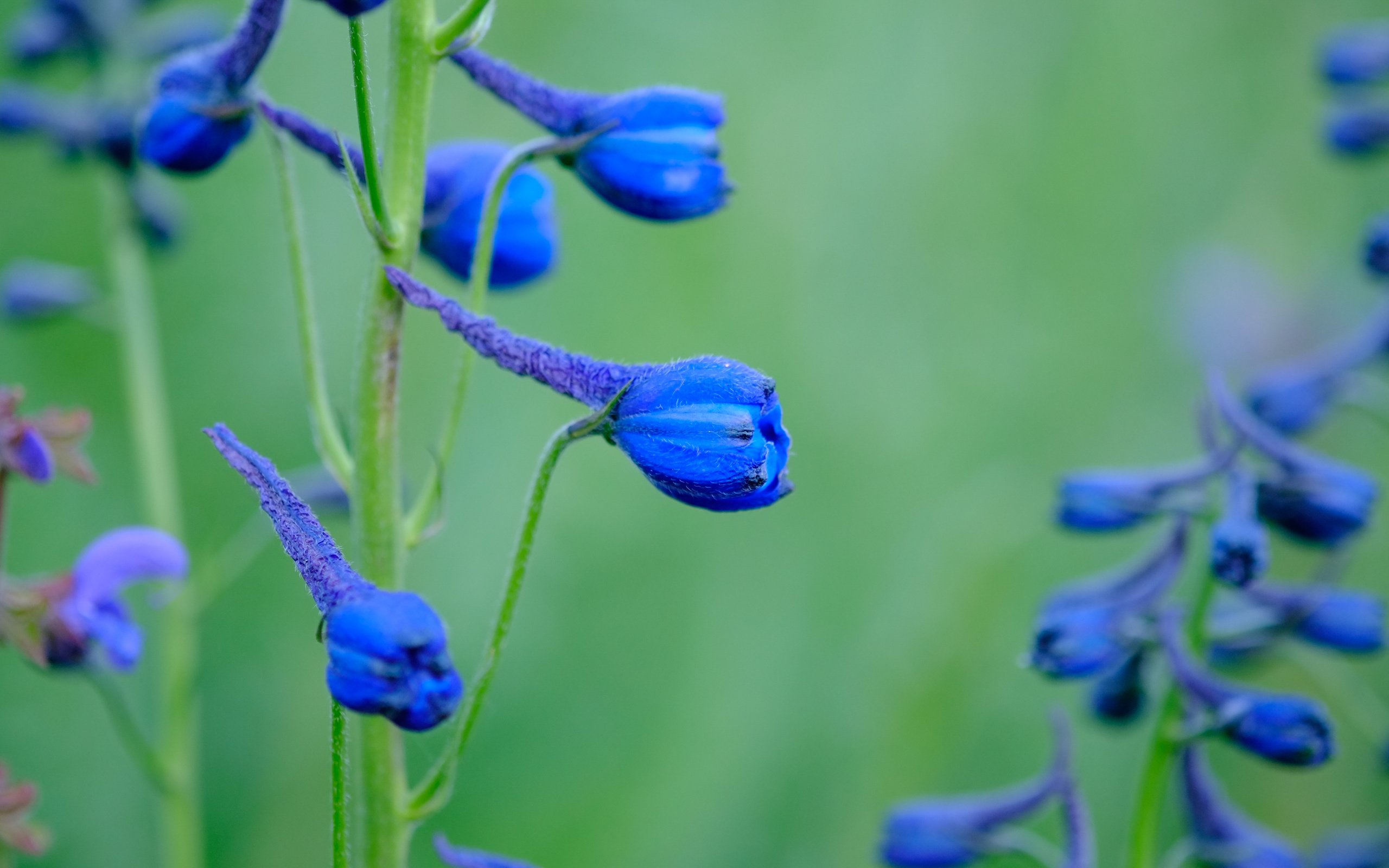 Обои цветы, синие, дельфиниум, jazzmatica, flowers, blue, delphinium разрешение 4896x2760 Загрузить