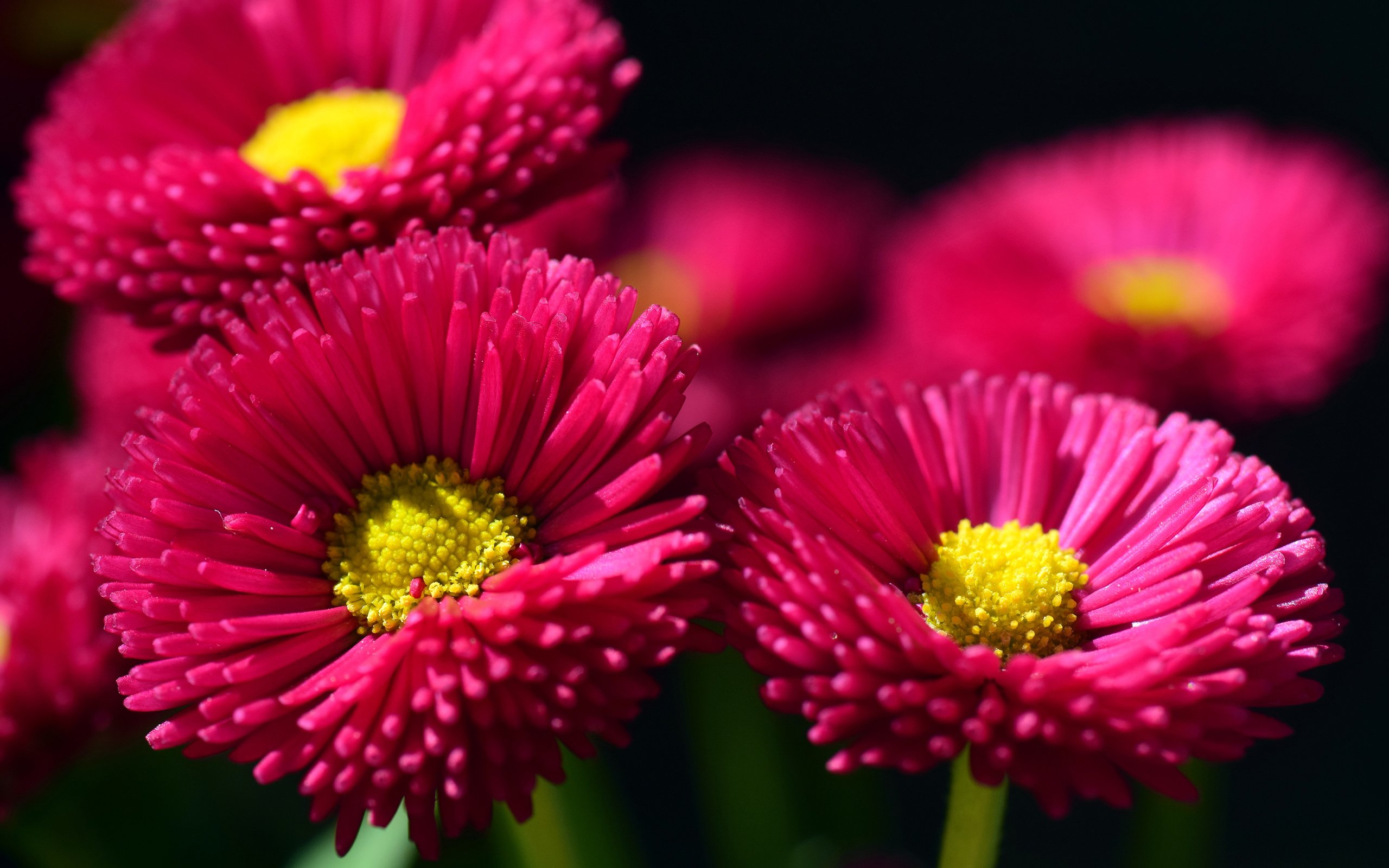 Обои цветы, лепестки, маргаритки, flowers, petals, daisy разрешение 3840x2400 Загрузить