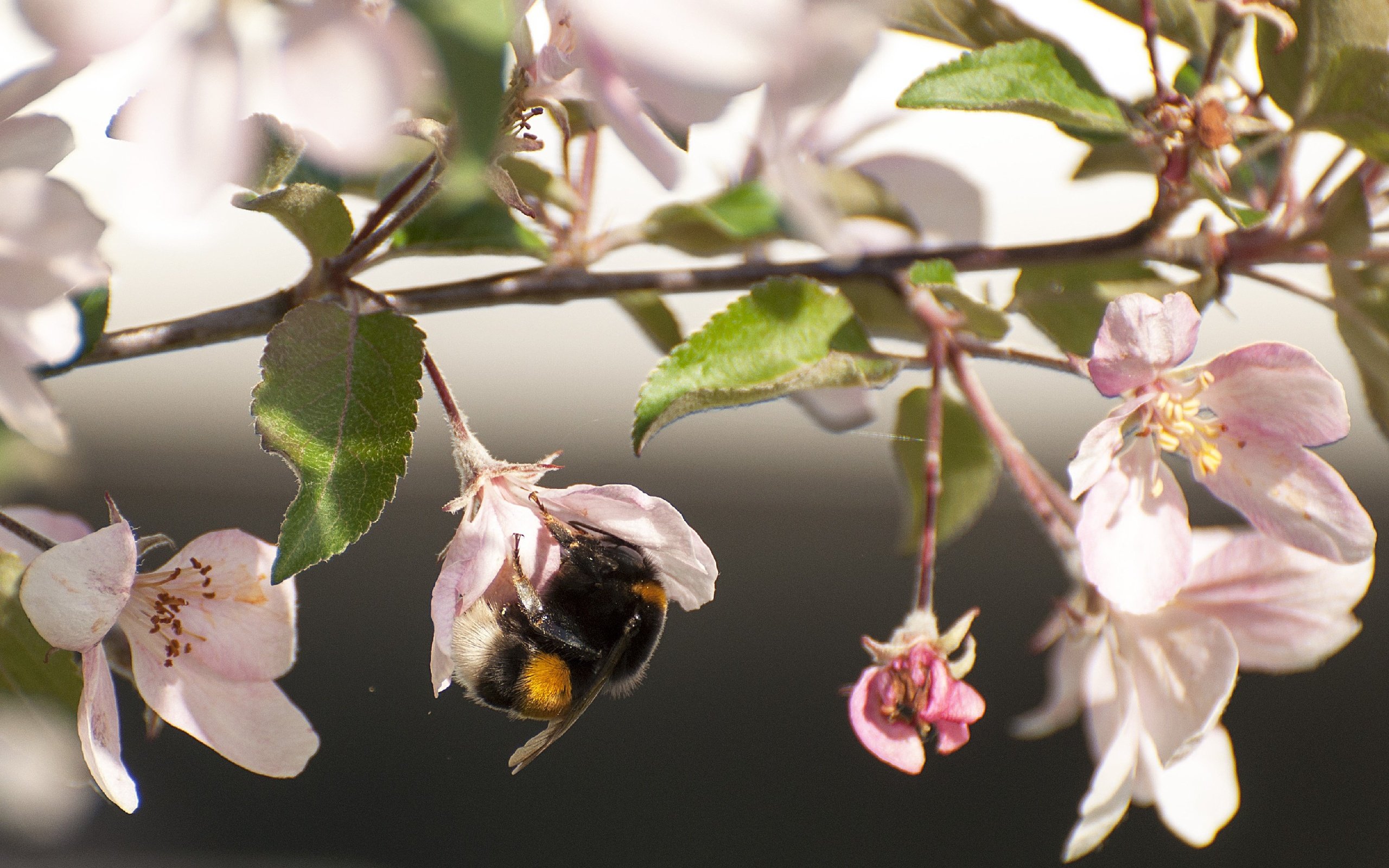 Обои цветы, цветение, насекомое, ветки, весна, яблоня, шмель, flowers, flowering, insect, branches, spring, apple, bumblebee разрешение 2824x1920 Загрузить