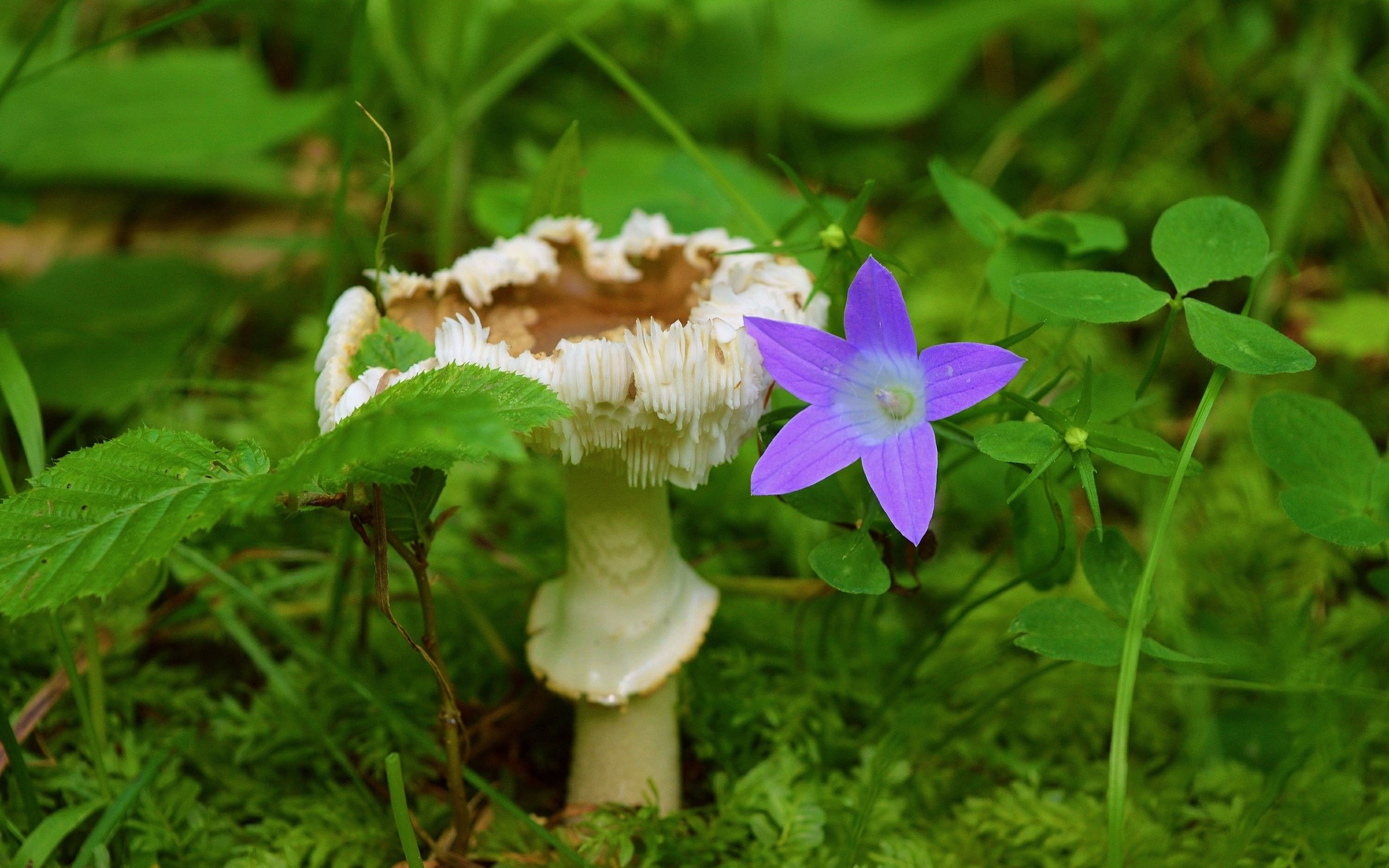 Обои трава, растения, листья, цветок, гриб, колокольчик, grass, plants, leaves, flower, mushroom, bell разрешение 3000x1892 Загрузить