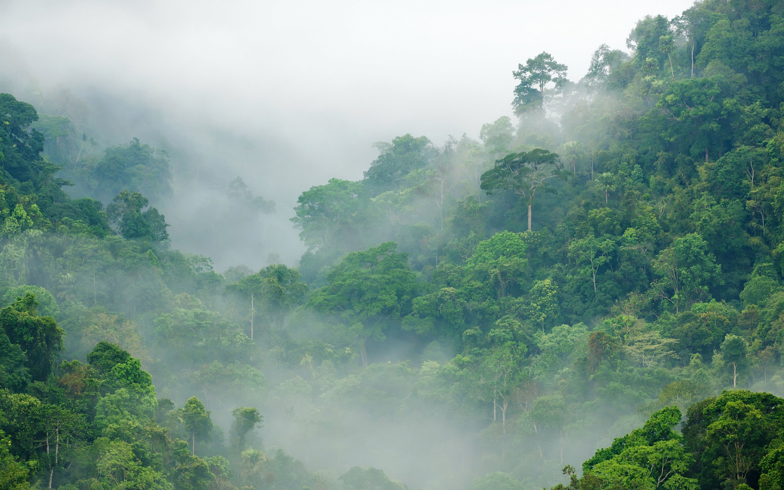 Обои деревья, лес, туман, тропики, джунгли, trees, forest, fog, tropics, jungle разрешение 3990x2660 Загрузить