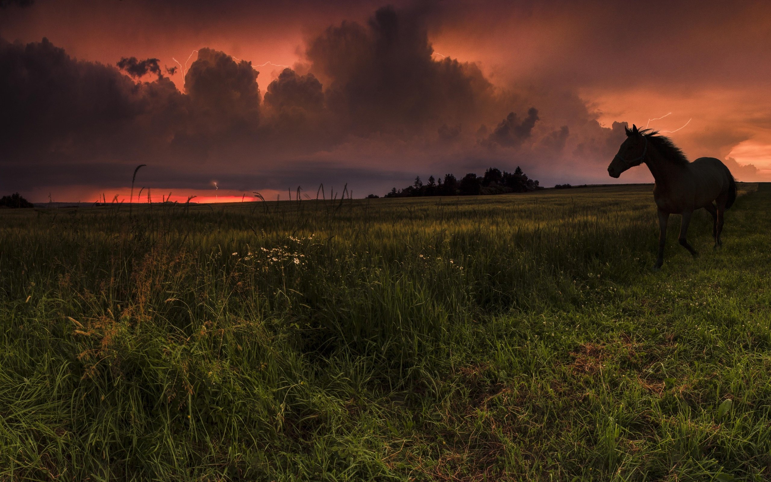 Обои небо, лошадь, трава, облака, закат, конь, the sky, horse, grass, clouds, sunset разрешение 3513x1920 Загрузить