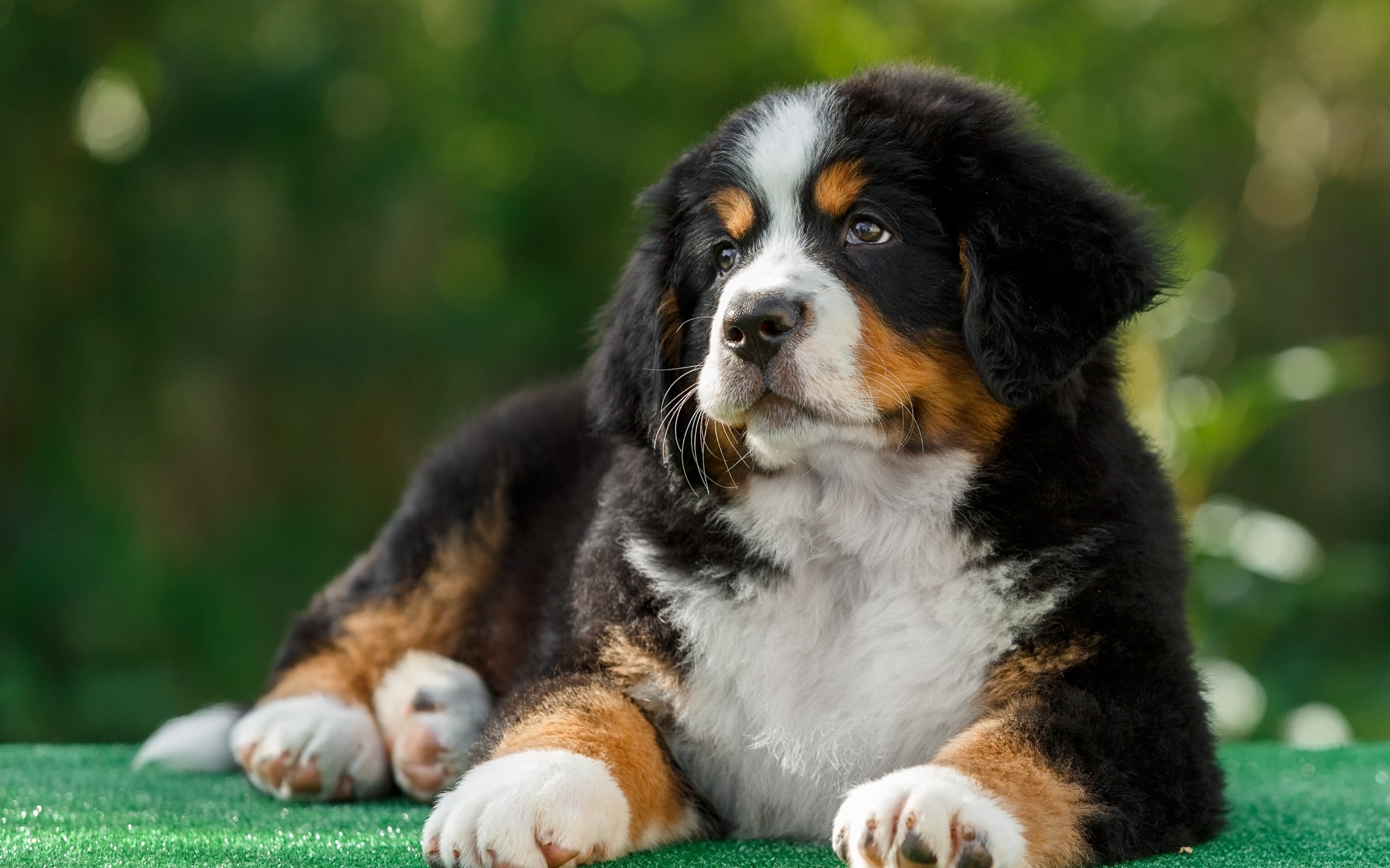 Обои собака, щенок, бернский зенненхунд, dog, puppy, bernese mountain dog разрешение 2880x1800 Загрузить