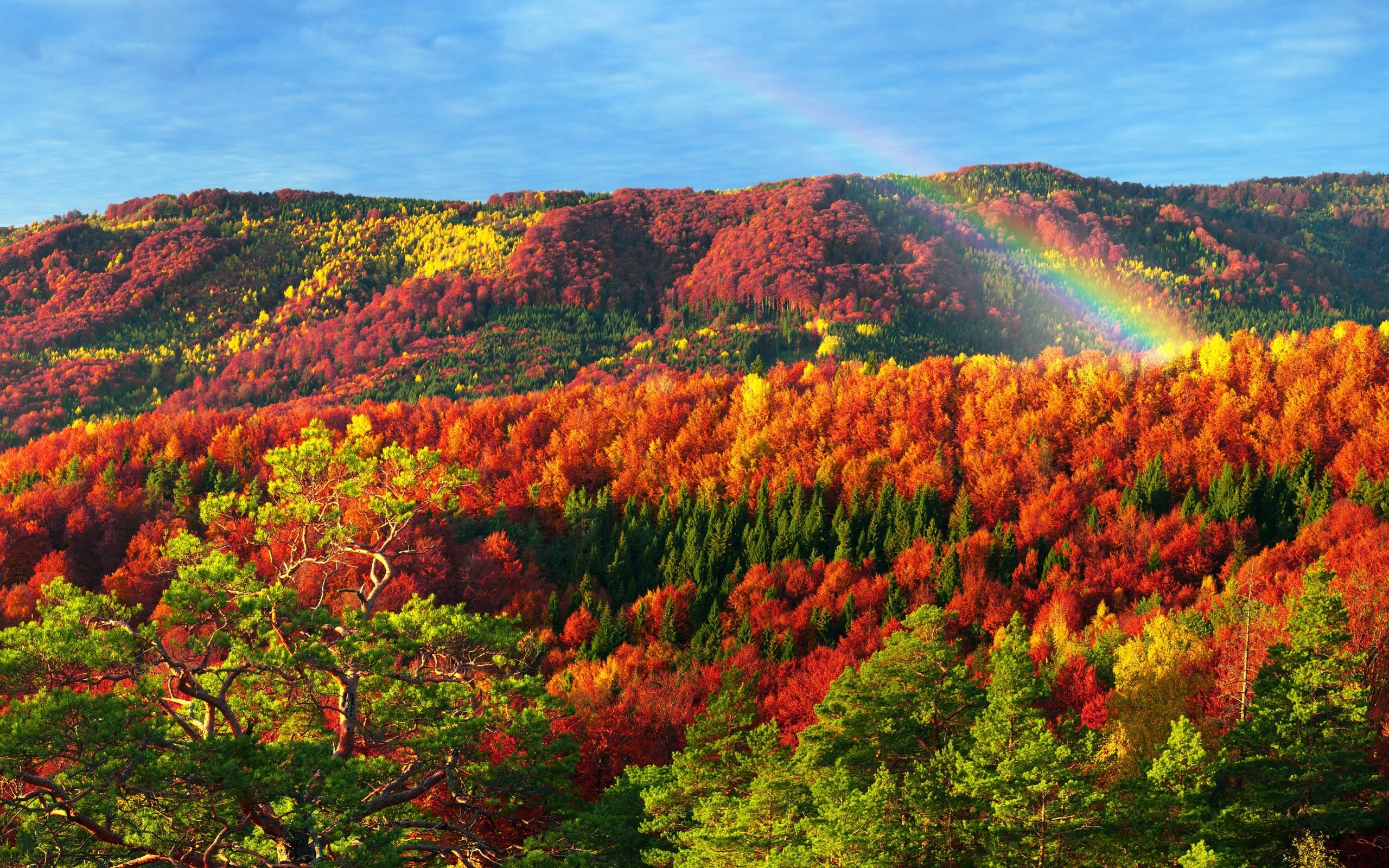 Обои горы, природа, лес, осень, радуга, карпаты, mountains, nature, forest, autumn, rainbow, carpathians разрешение 2880x1800 Загрузить