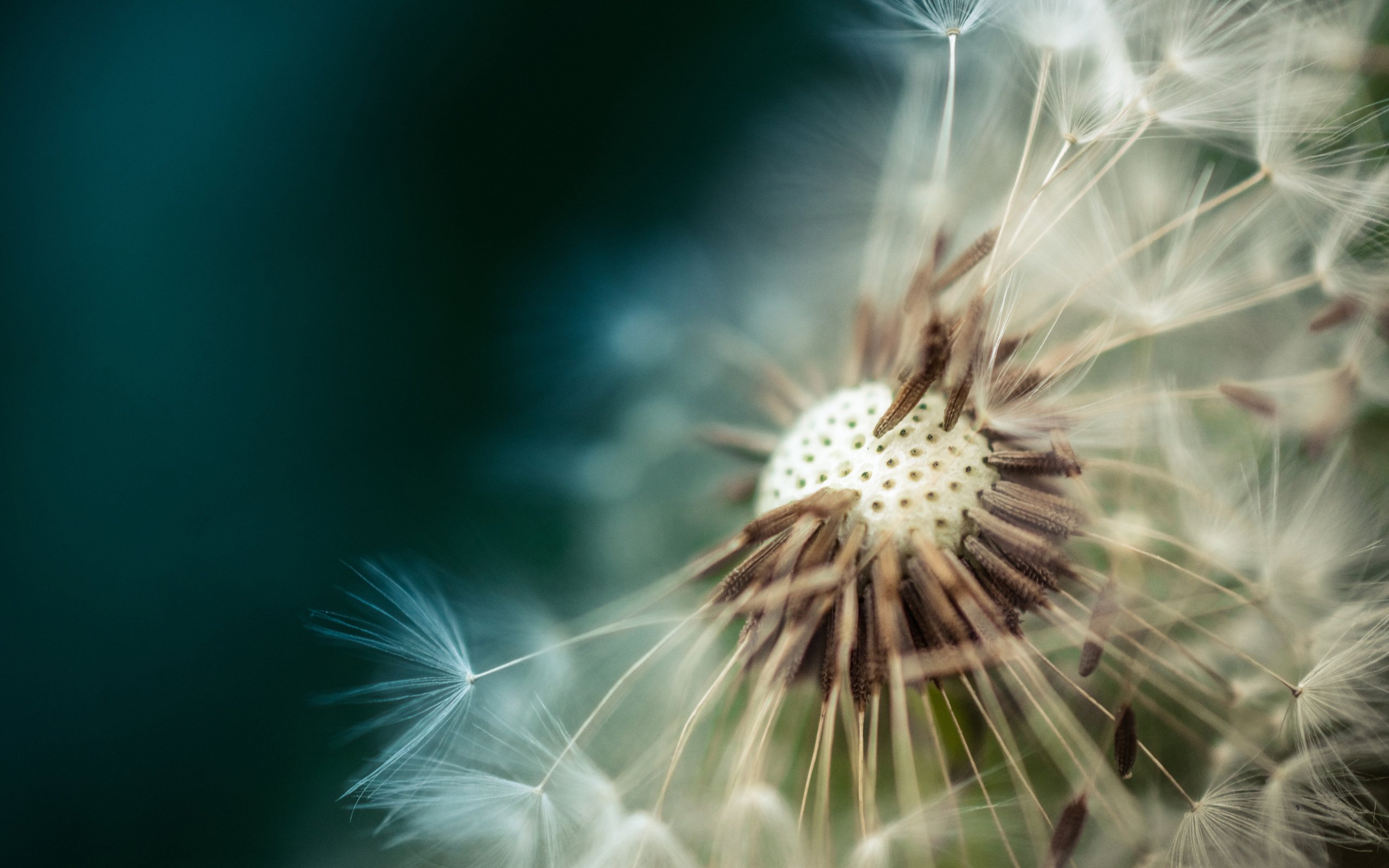 Обои макро, цветок, одуванчик, пушинки, macro, flower, dandelion, fuzzes разрешение 3840x2400 Загрузить