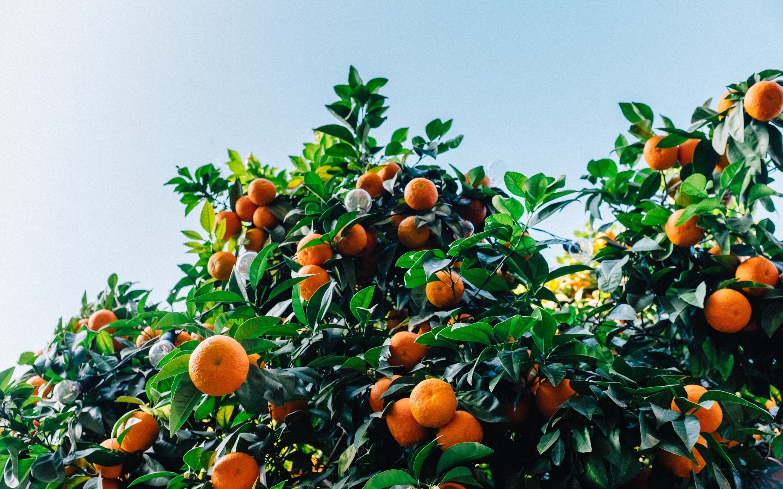 Обои листья, фрукты, кустарник, мандарины, цитрусы, leaves, fruit, shrub, tangerines, citrus разрешение 3072x2048 Загрузить