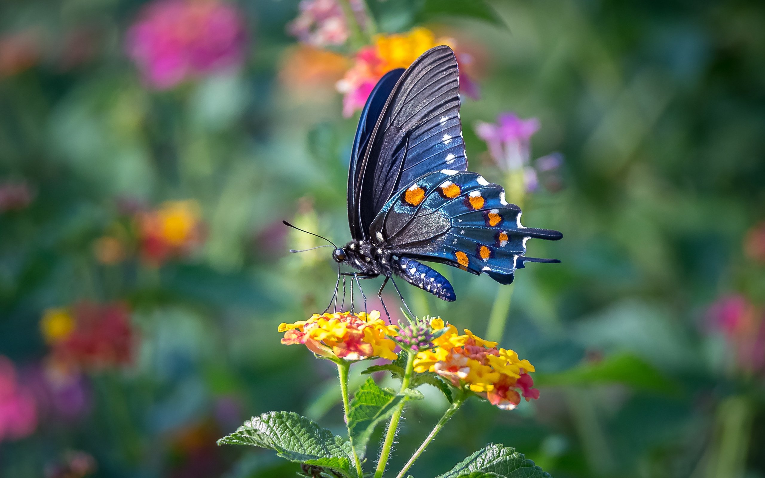 Обои цветы, макро, насекомое, бабочка, крылья, flowers, macro, insect, butterfly, wings разрешение 3822x2548 Загрузить