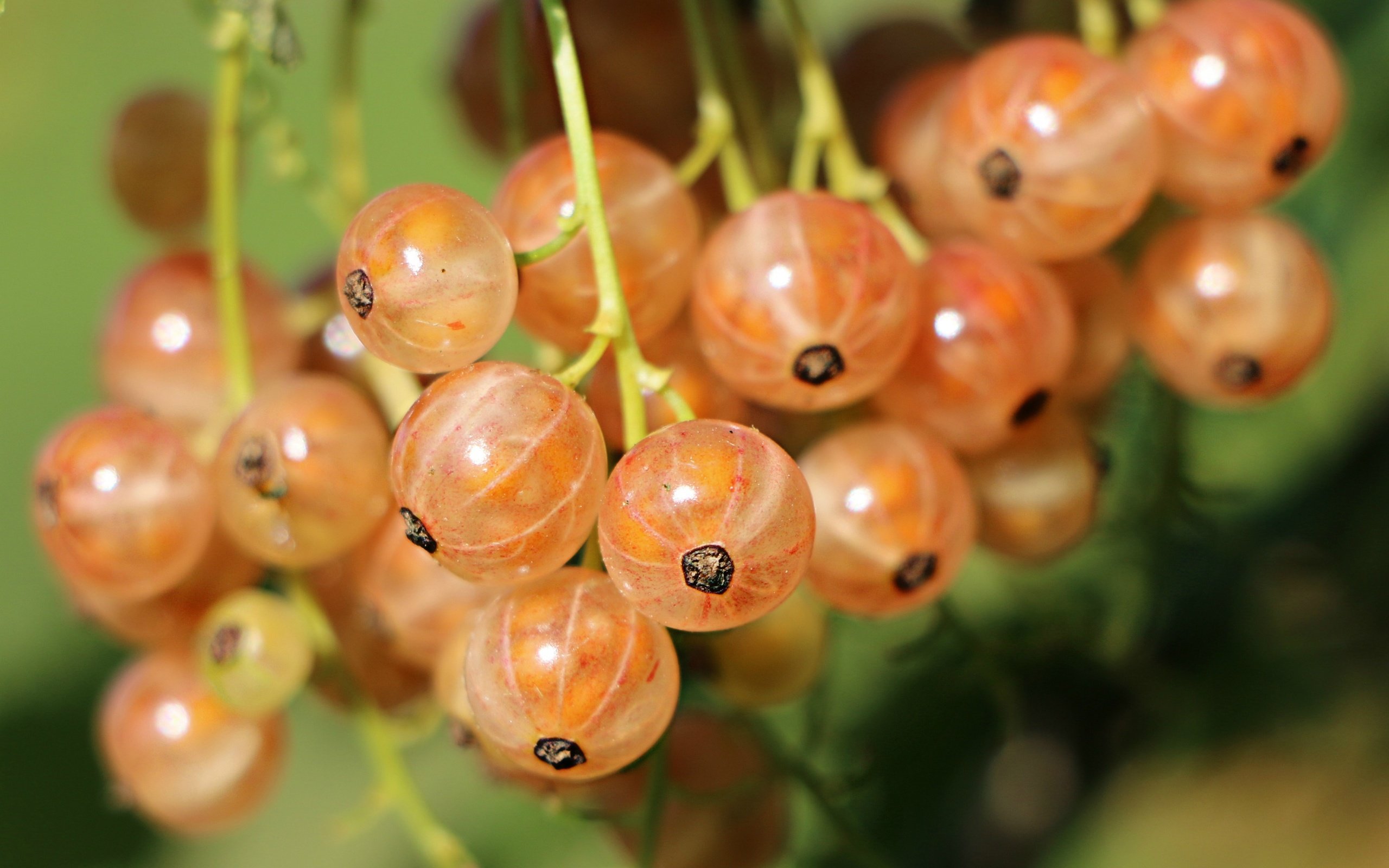 Обои ягоды, смородина, крупным планом, berries, currants, closeup разрешение 2744x1911 Загрузить