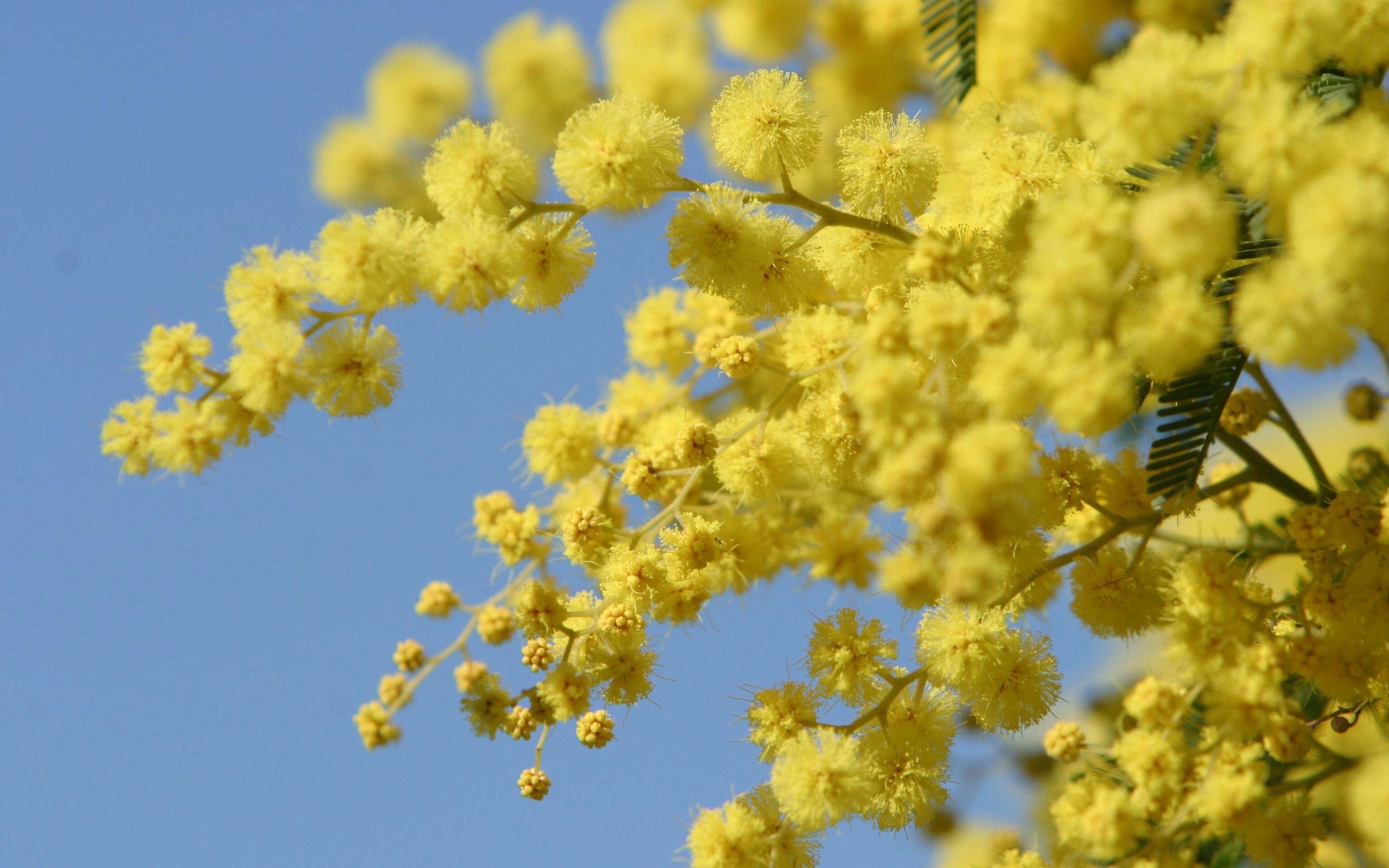 Обои цветы, весна, желтые, акация, мимоза, акация серебристая, flowers, spring, yellow, acacia, mimosa, acacia silver разрешение 3072x2048 Загрузить