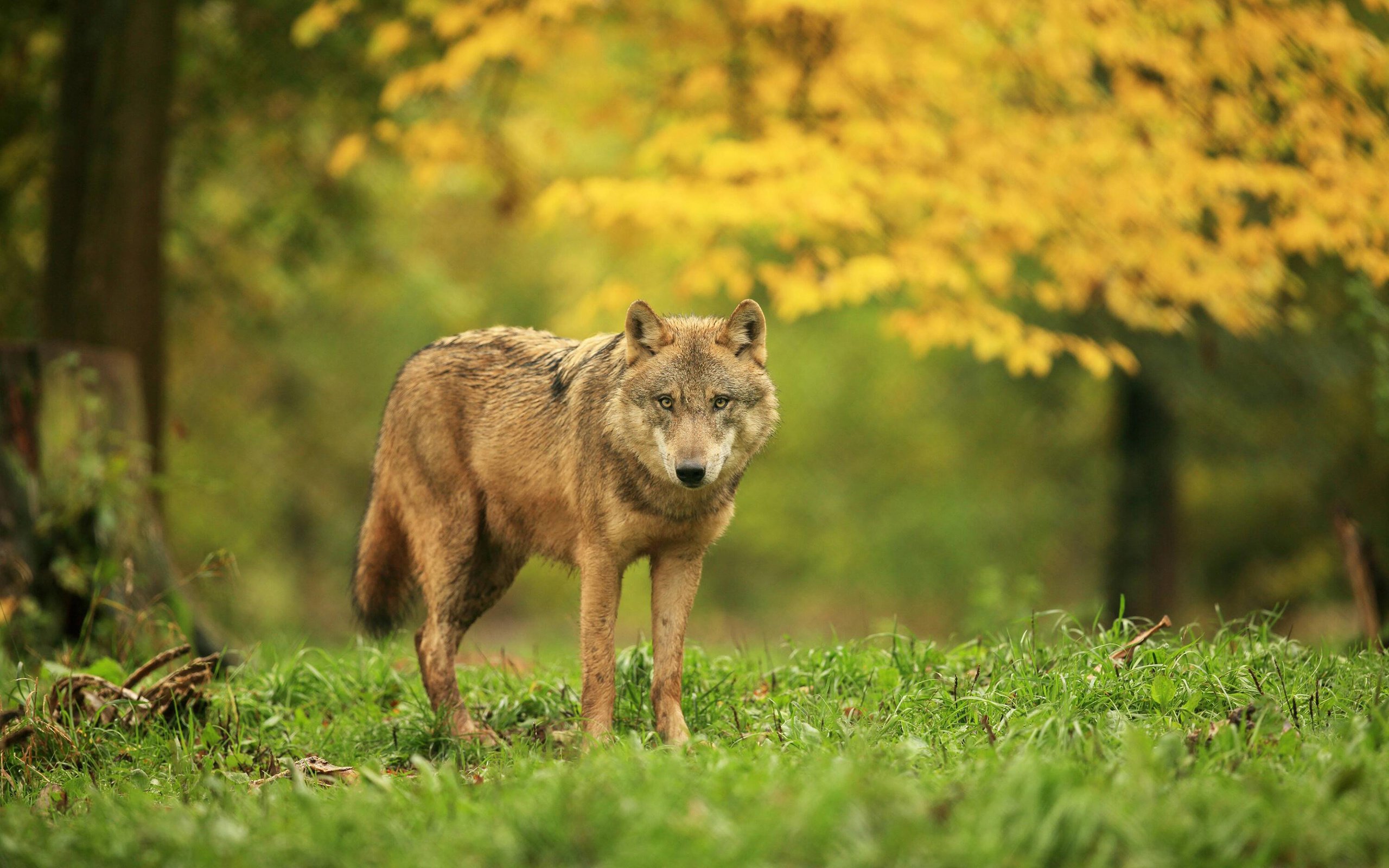 Обои трава, деревья, лес, хищник, волк, grass, trees, forest, predator, wolf разрешение 2880x1800 Загрузить