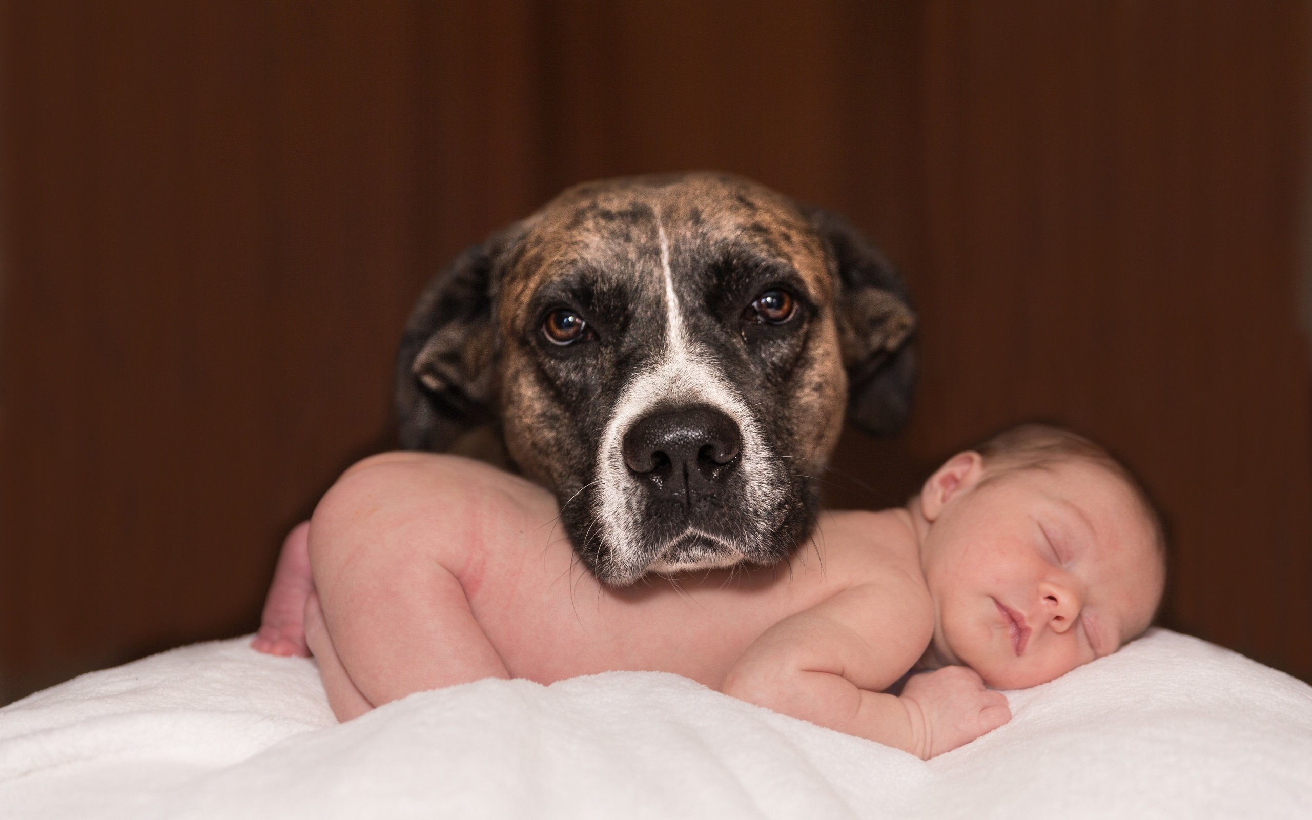 Обои собака, любовь, ребенок, младенец, домашнее животное, dog, love, child, baby, pet разрешение 5760x3840 Загрузить