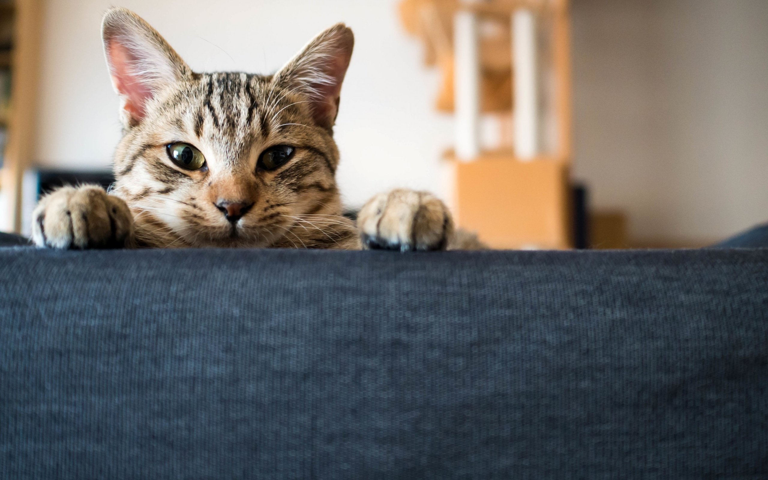 Обои глаза, фон, кот, мордочка, усы, кошка, взгляд, лапки, eyes, background, cat, muzzle, mustache, look, legs разрешение 2880x1800 Загрузить