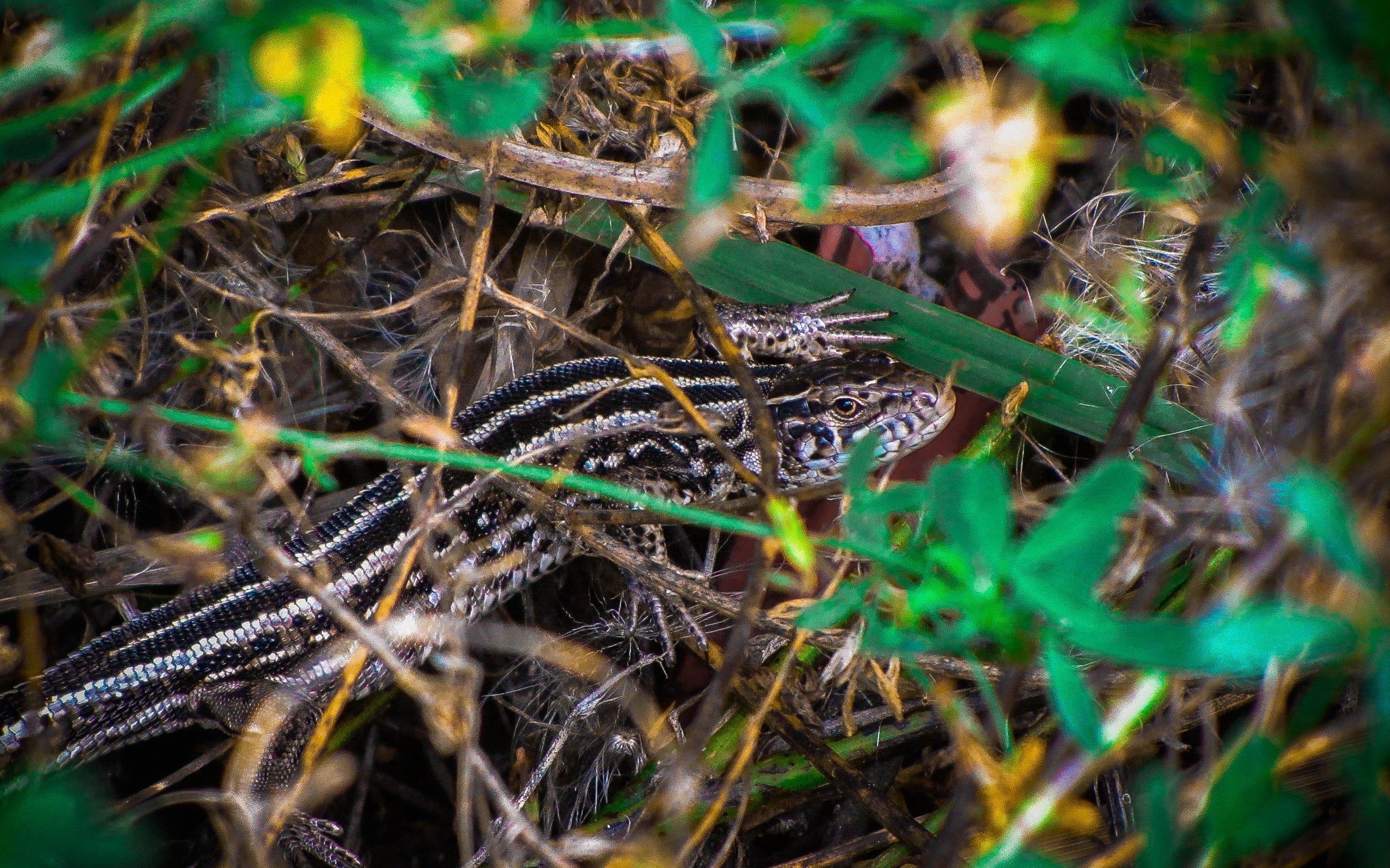 Обои природа, ящерица, рептилия, пресмыкающиеся, nature, lizard, reptile, reptiles разрешение 4320x3240 Загрузить