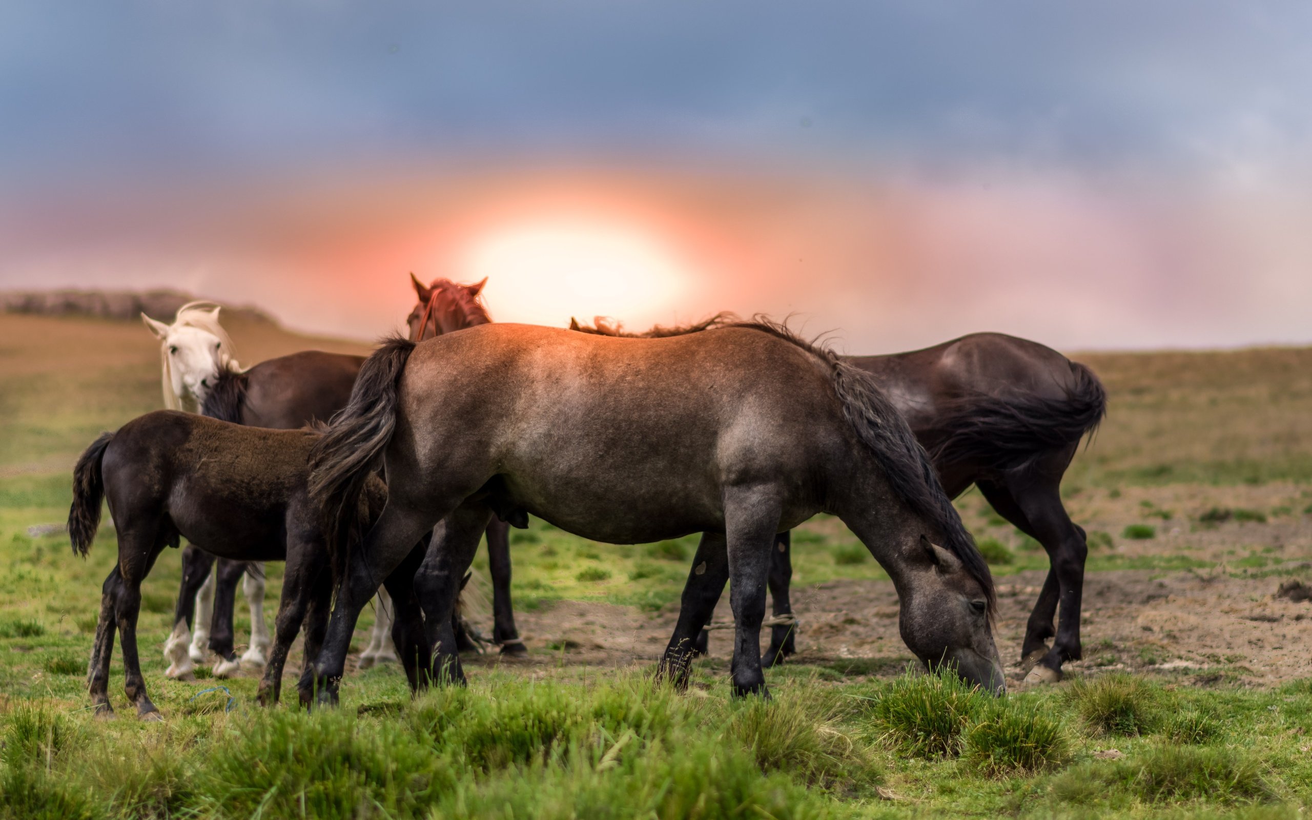 Обои небо, трава, природа, закат, лошади, кони, the sky, grass, nature, sunset, horse, horses разрешение 5999x3183 Загрузить