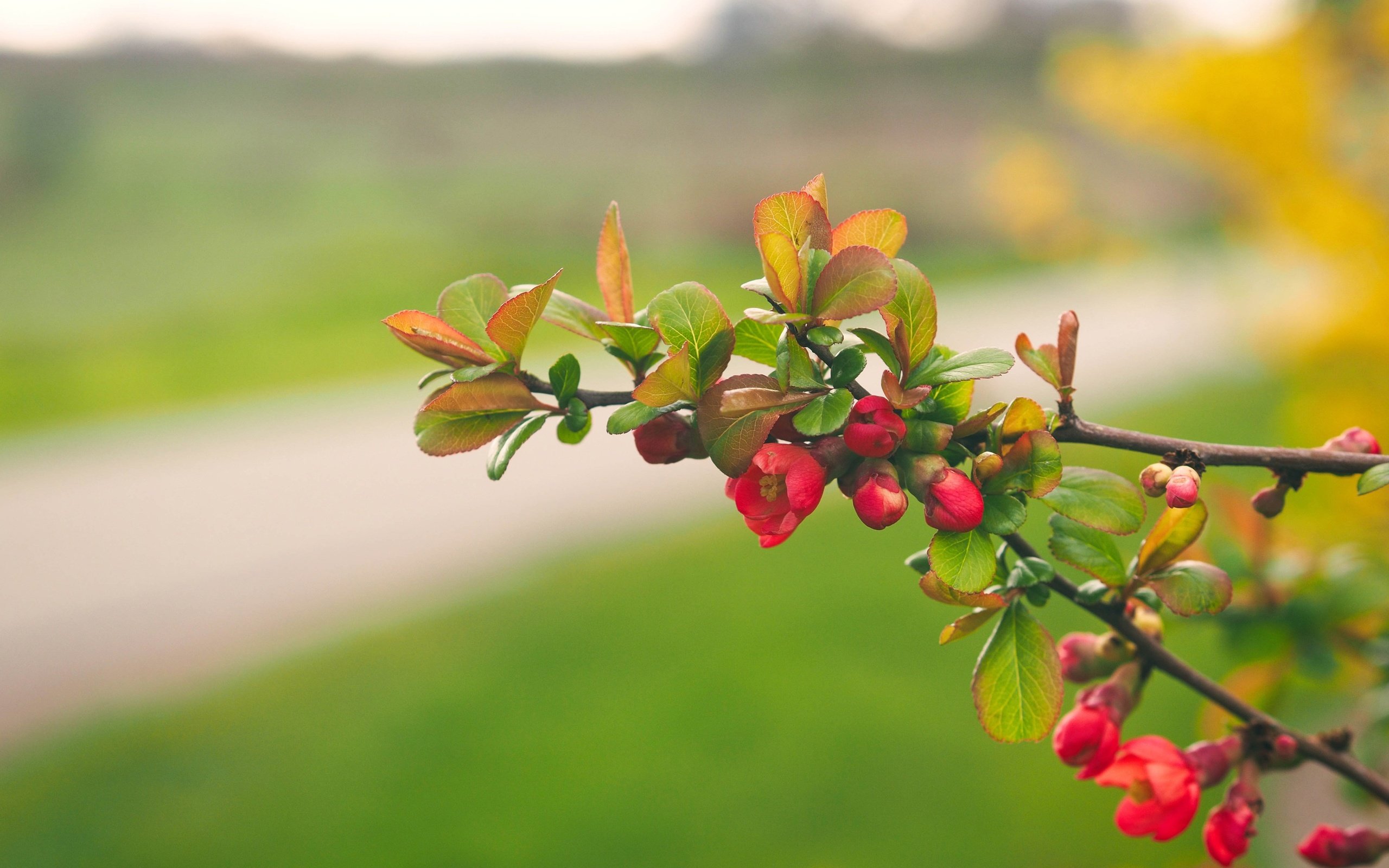 Обои цветы, ветка, природа, цветение, листья, лепестки, весна, flowers, branch, nature, flowering, leaves, petals, spring разрешение 3840x2880 Загрузить