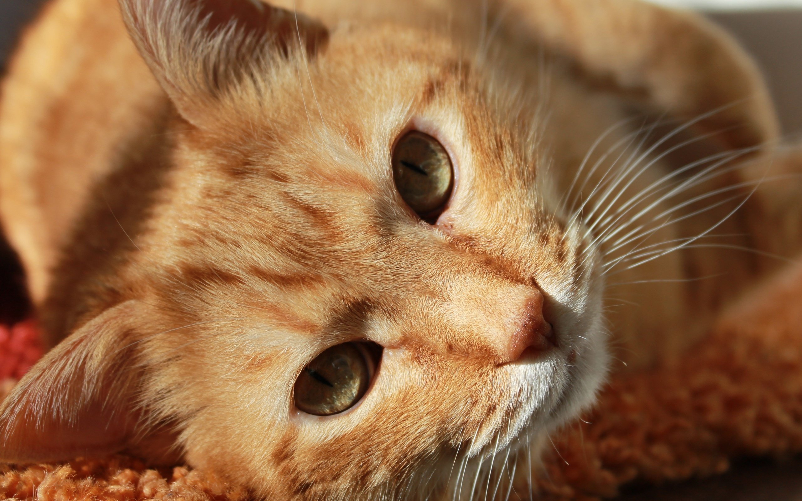 Обои кот, мордочка, усы, кошка, взгляд, ушки, рыжий, cat, muzzle, mustache, look, ears, red разрешение 4272x2848 Загрузить
