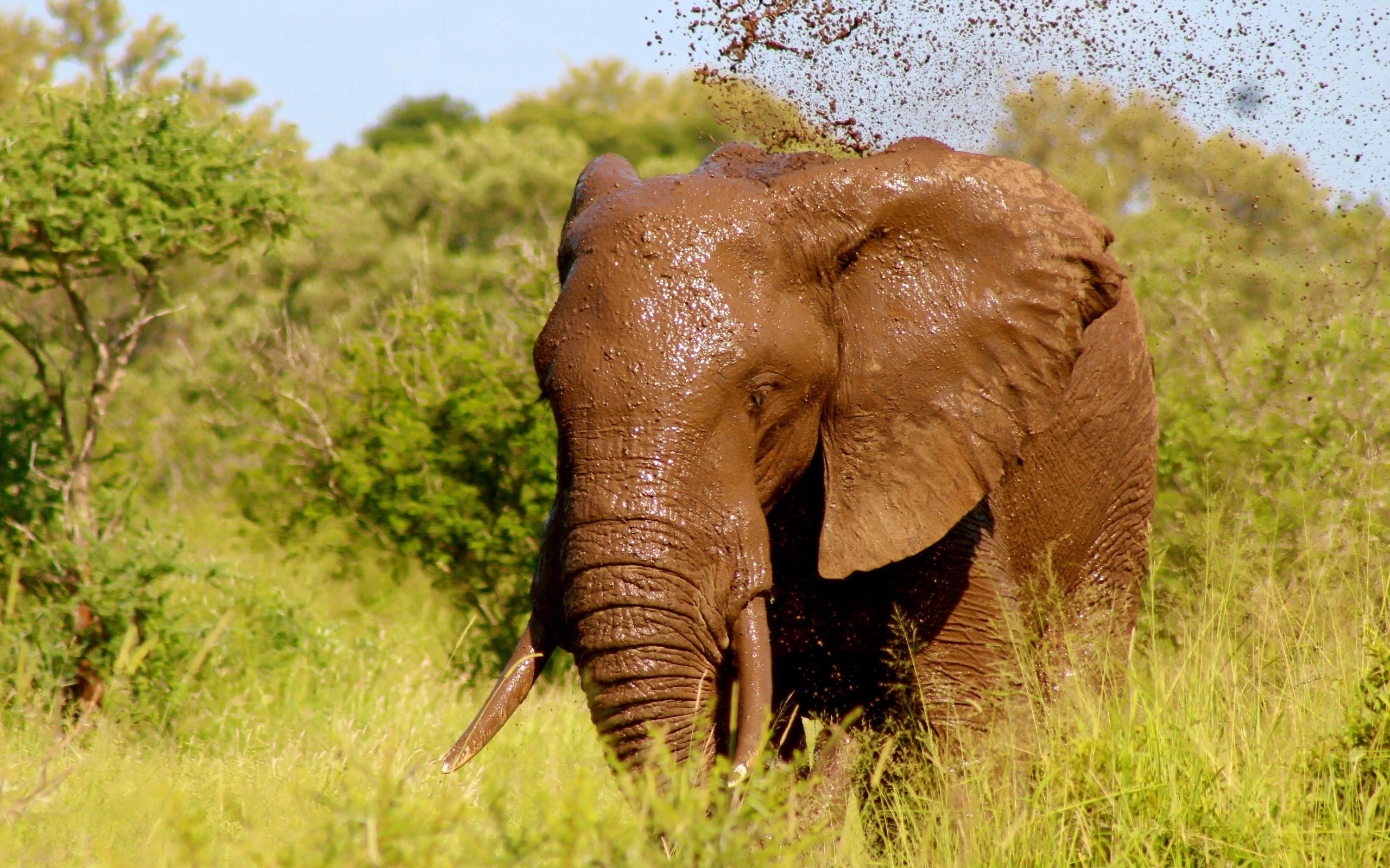 Обои трава, природа, зелень, слон, уши, бивни, grass, nature, greens, elephant, ears, tusks разрешение 5424x3720 Загрузить