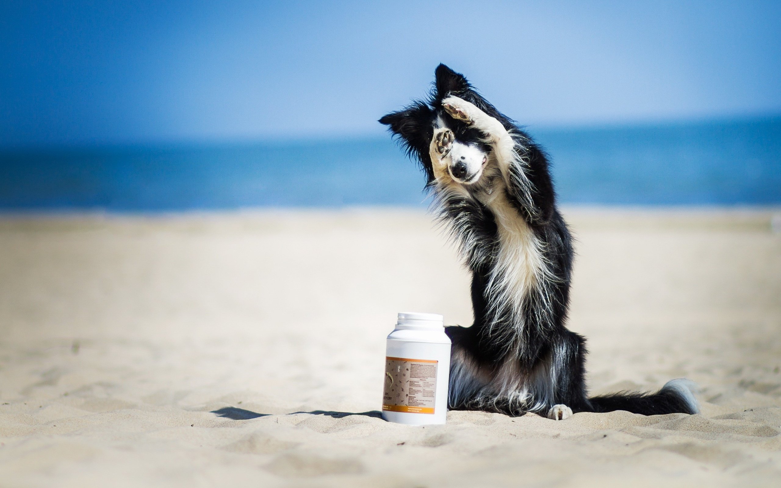 Обои песок, пляж, мордочка, собака, лапки, бордер-колли, sand, beach, muzzle, dog, legs, the border collie разрешение 2922x1783 Загрузить