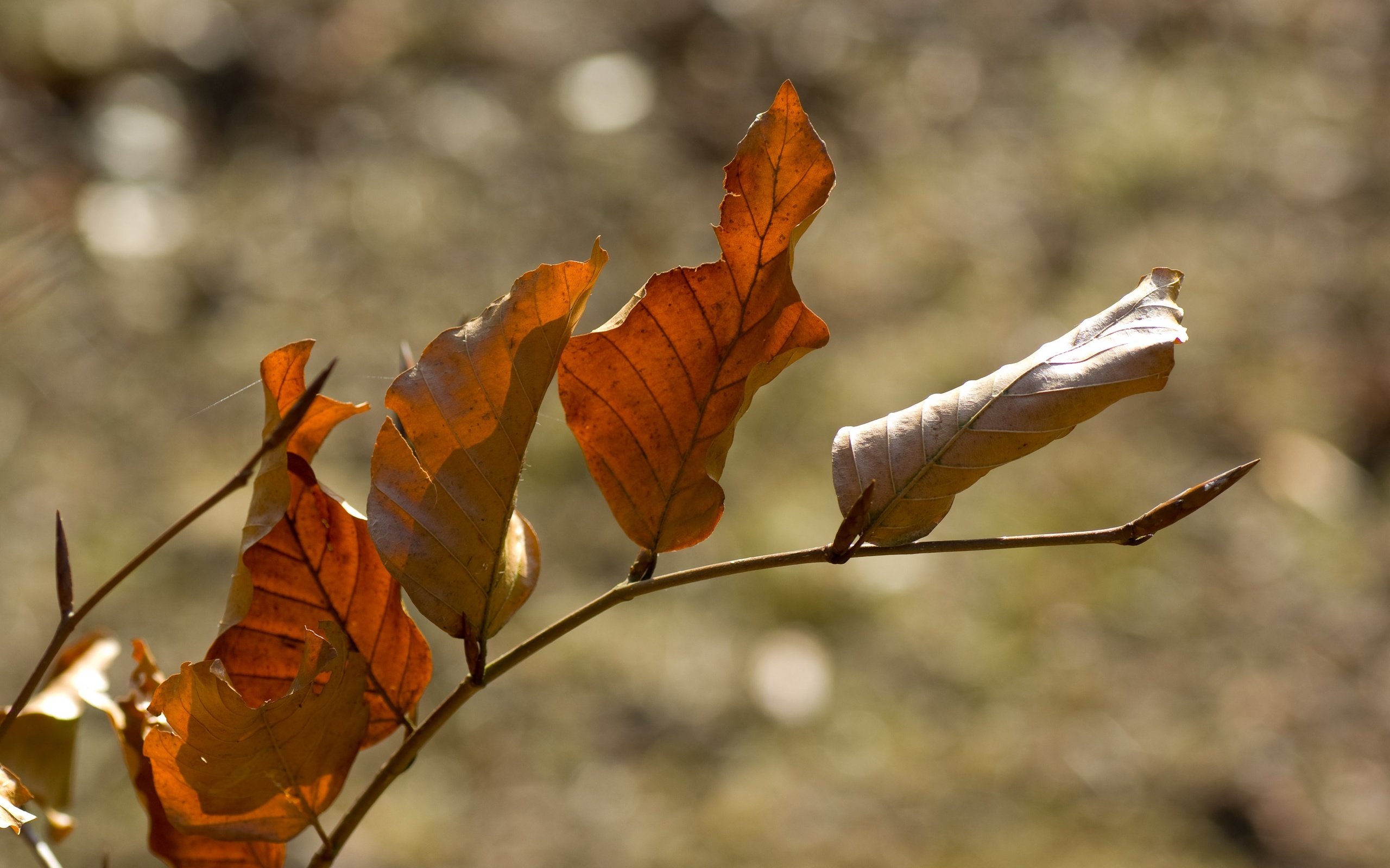 Обои ветка, природа, листья, осень, боке, сухие листья, branch, nature, leaves, autumn, bokeh, dry leaves разрешение 3872x2592 Загрузить