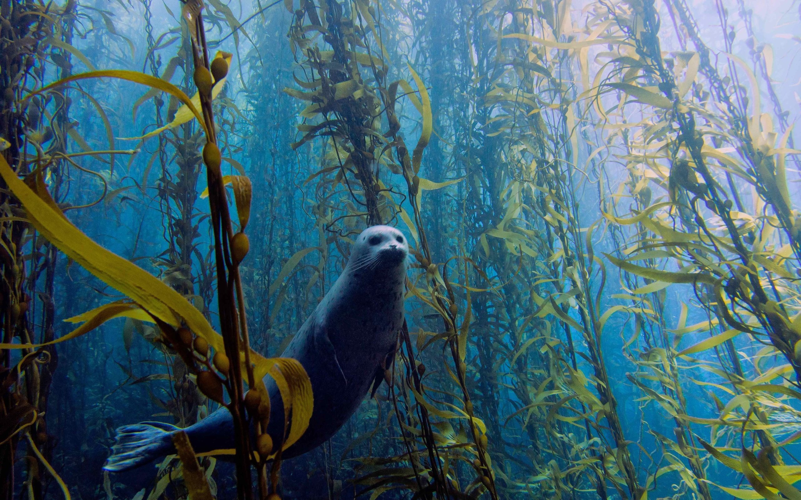 Обои водоросли, тюлень, подводный мир, algae, seal, underwater world разрешение 4608x3456 Загрузить