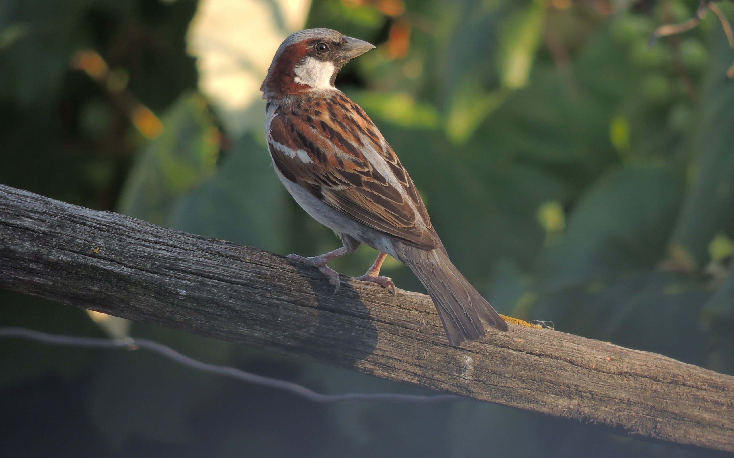 Обои птица, клюв, воробей, перья, животное, bird, beak, sparrow, feathers, animal разрешение 4608x3456 Загрузить