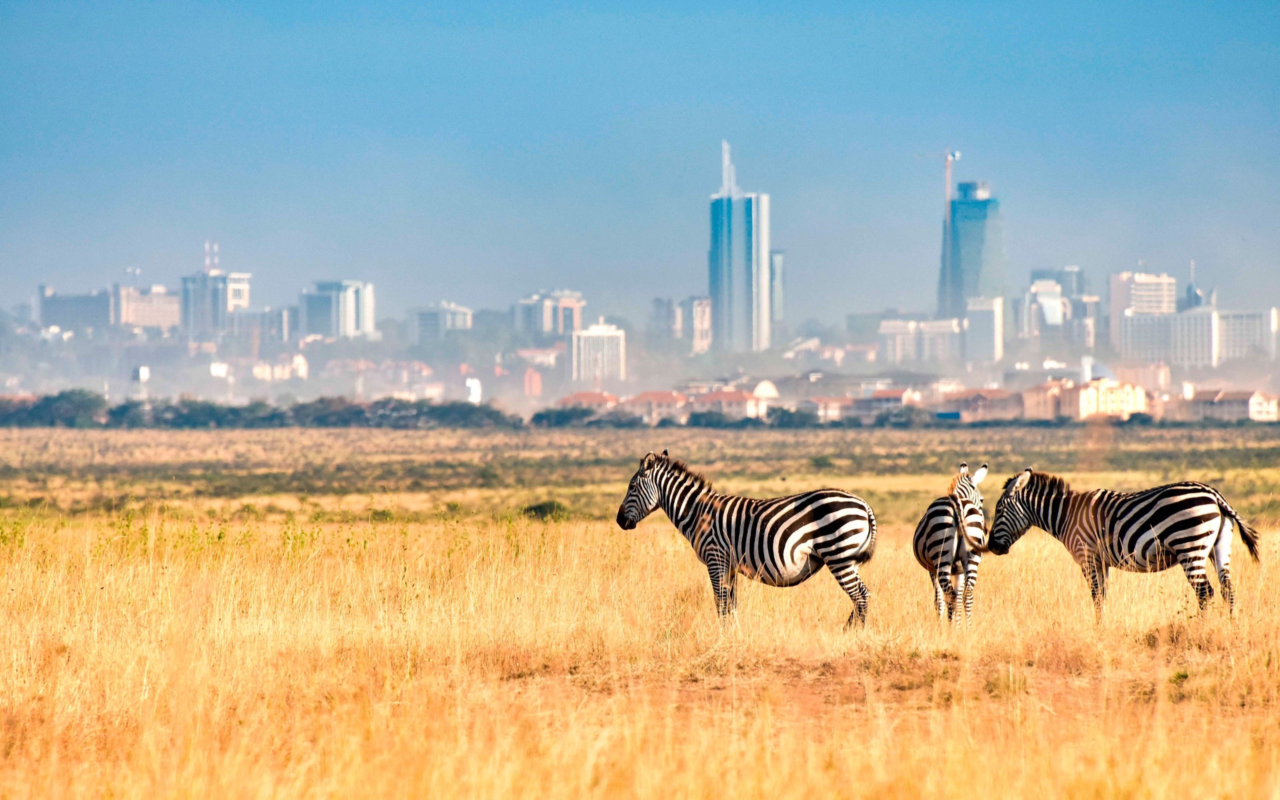 Обои зебра, поле, город, африка, кения, зебры, nairobi national park, найроби, zebra, field, the city, africa, kenya разрешение 4000x2249 Загрузить