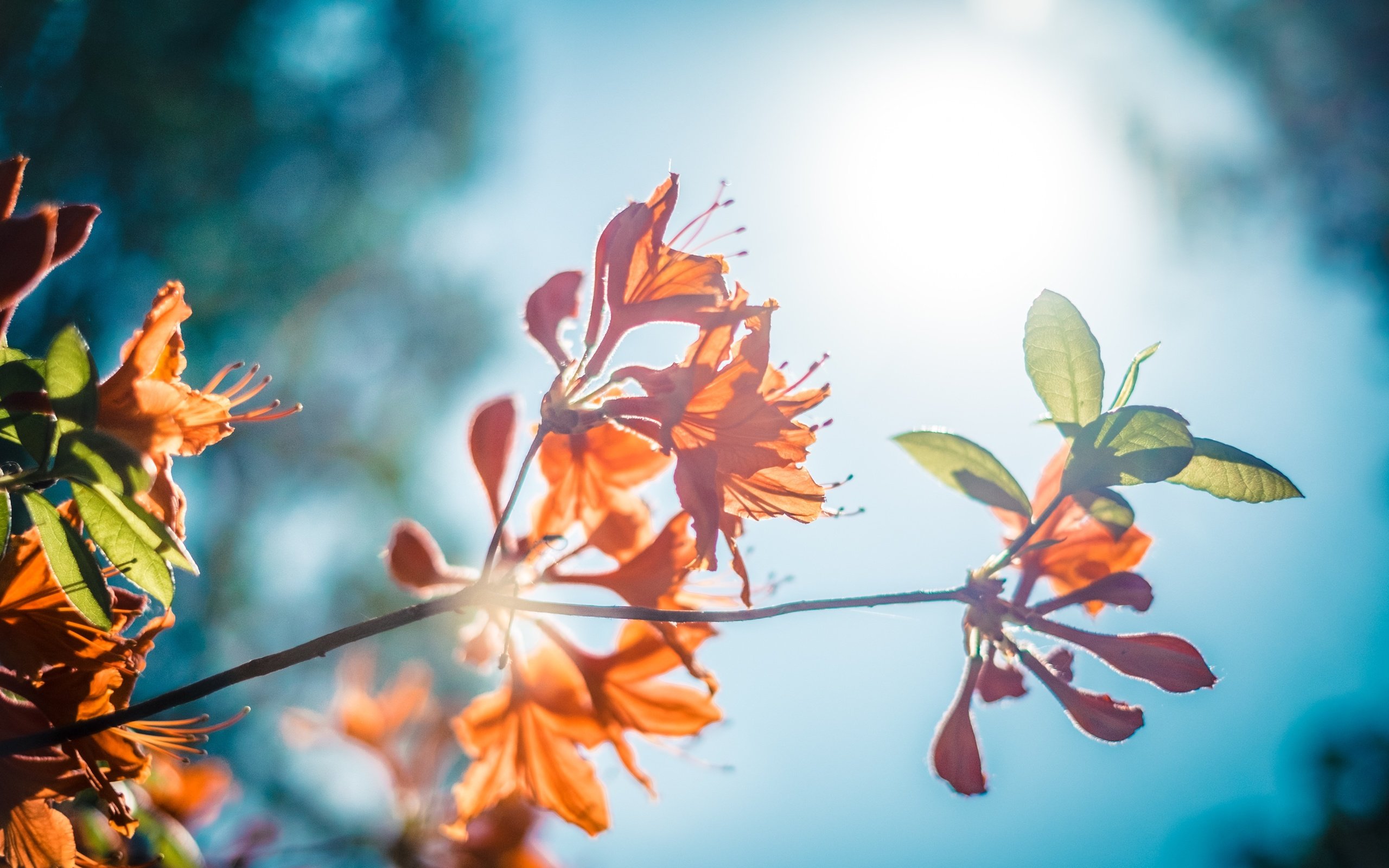 Обои небо, цветы, ветка, природа, листья, листва, рододендрон, the sky, flowers, branch, nature, leaves, foliage, rhododendron разрешение 4896x3264 Загрузить