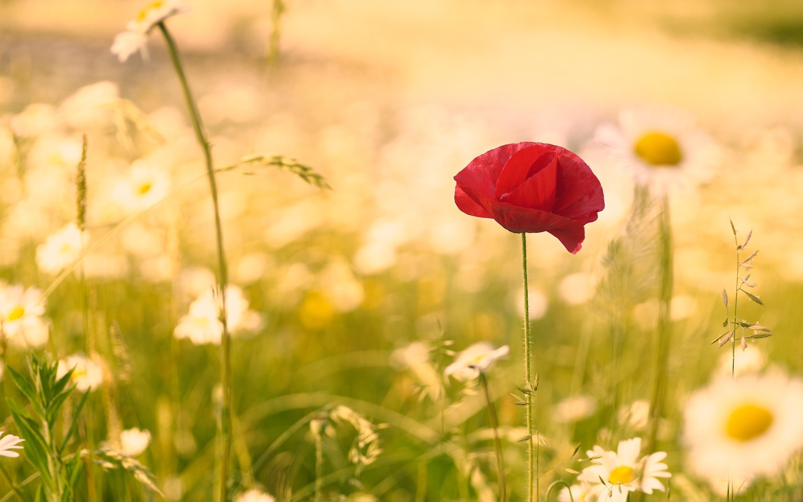 Обои цветок, лето, мак, ромашки, стебель, полевые цветы, flower, summer, mac, chamomile, stem, wildflowers разрешение 6000x4000 Загрузить