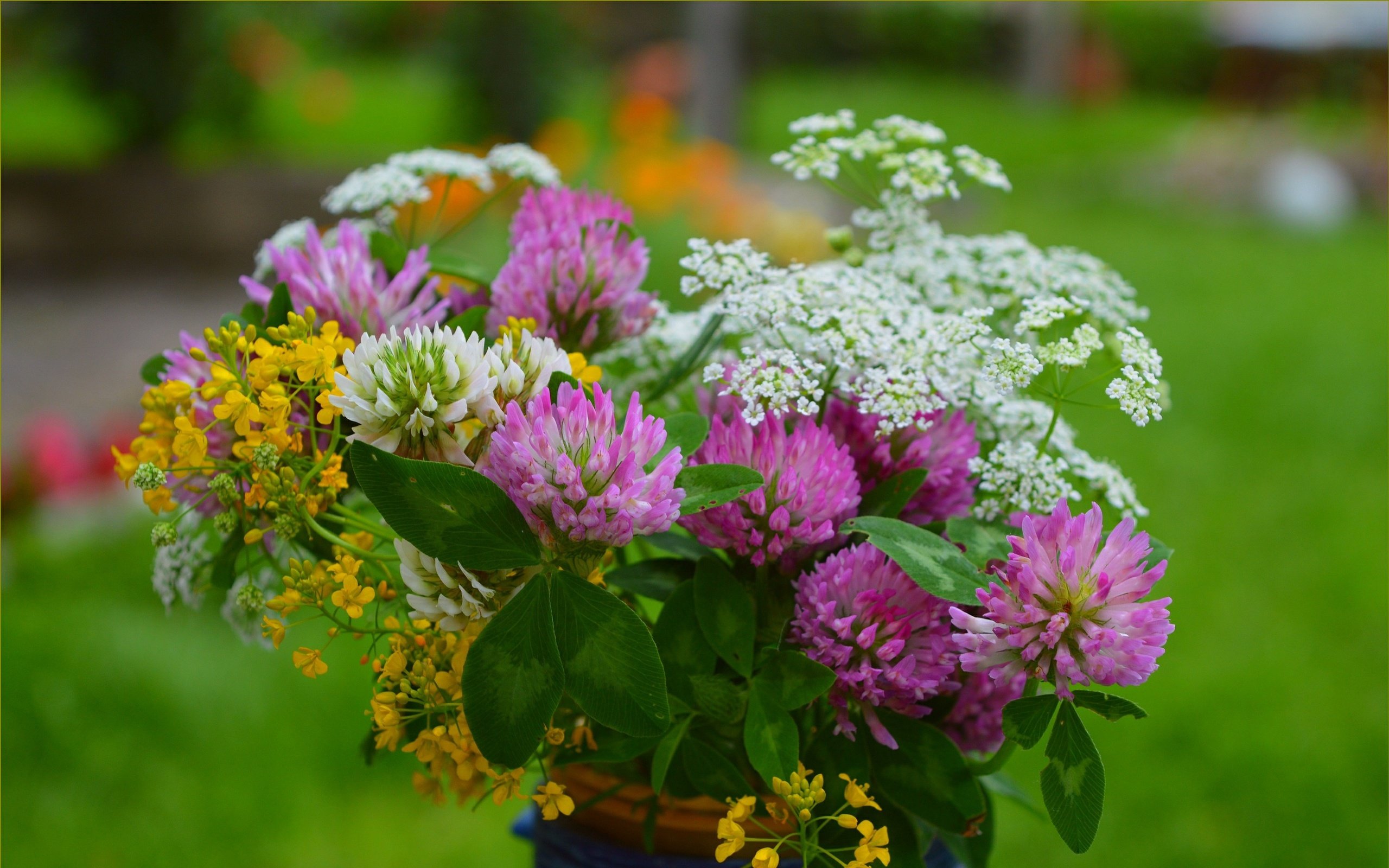 Обои цветы, клевер, весна, букет, полевые цветы, тысячелистник, flowers, clover, spring, bouquet, wildflowers, yarrow разрешение 3004x1877 Загрузить