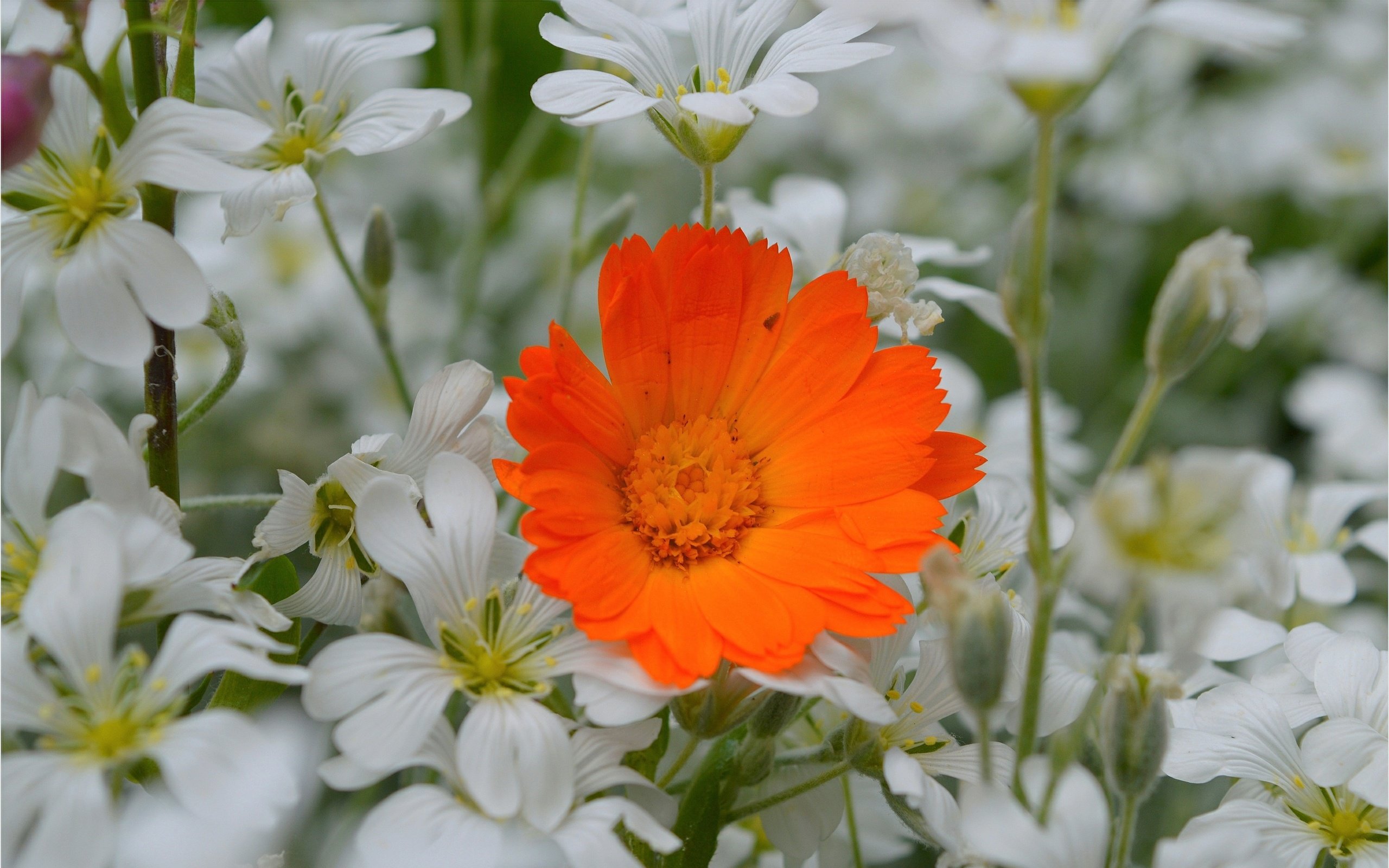 Обои цветы, лепестки, календула, ясколка, flowers, petals, calendula, cerastium разрешение 3004x1887 Загрузить