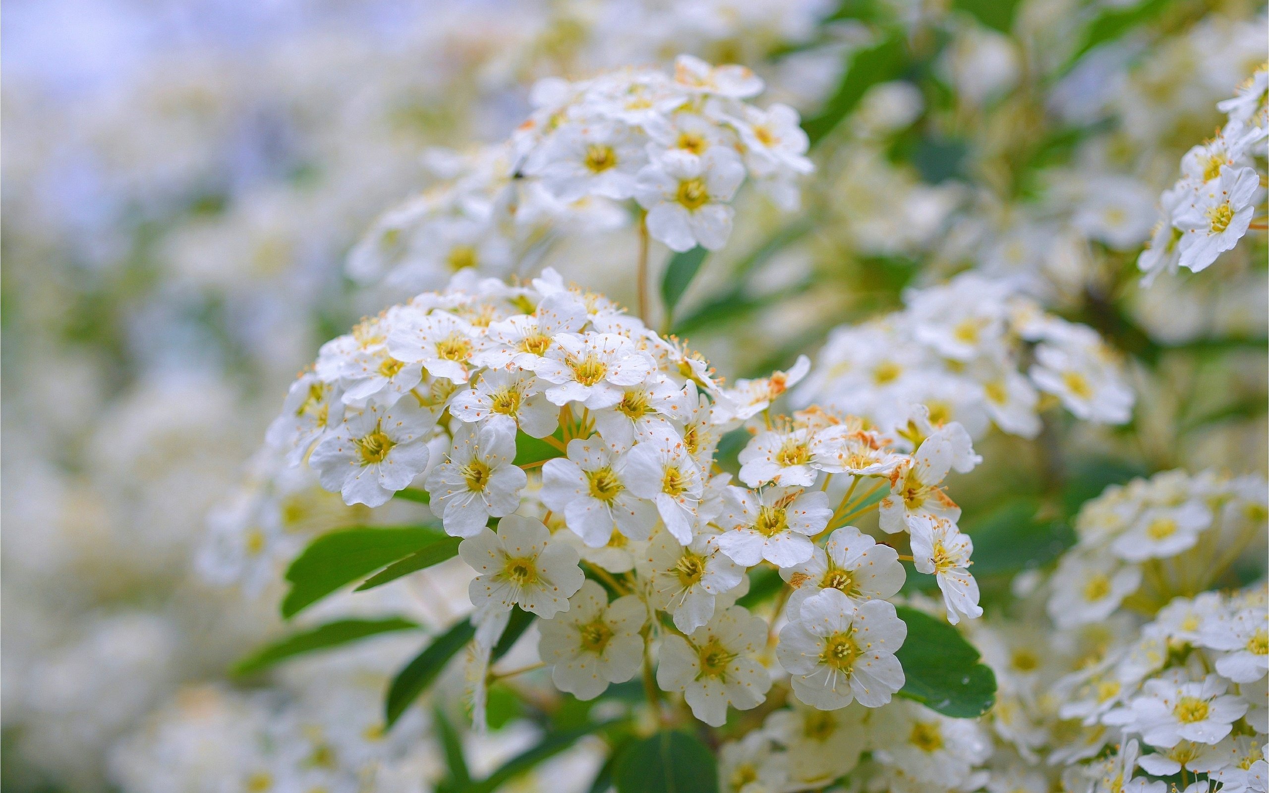 Обои цветы, цветение, белые, соцветия, боке, белые цветы, спирея, flowers, flowering, white, inflorescence, bokeh, white flowers, spiraea разрешение 3002x1894 Загрузить